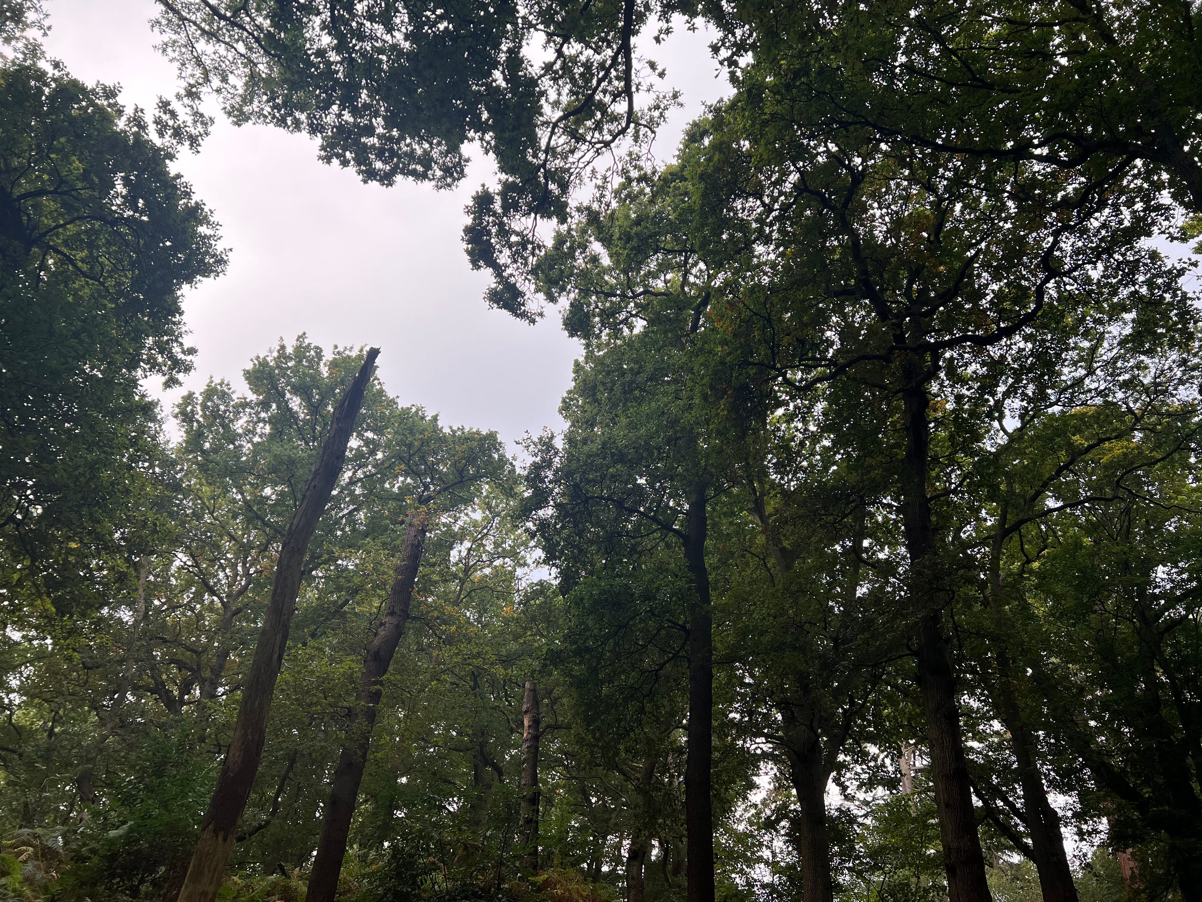 History, Etc: The First Draft