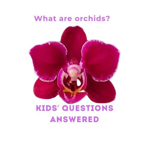 What are orchids? episode artwork