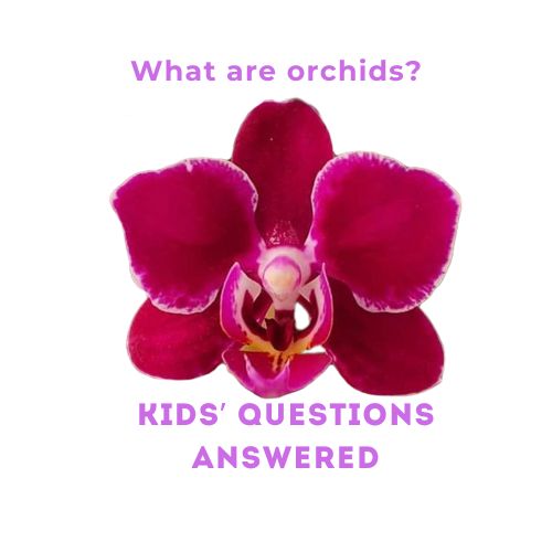 What are orchids?