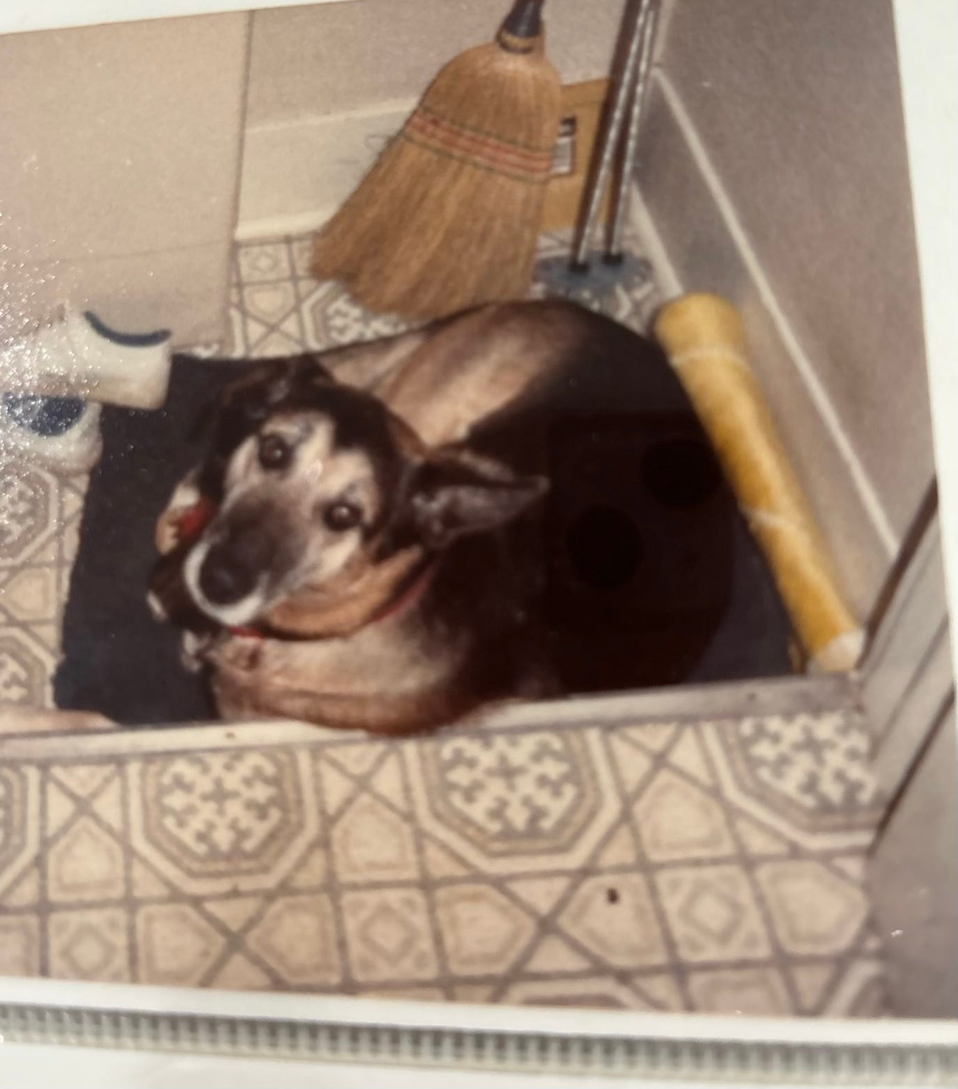 Positive Reinforcement in Dog Training Positive Reinforcement in Dog Training