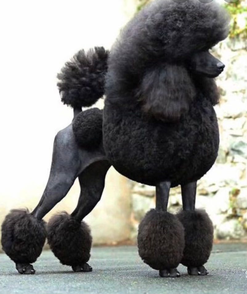 Oodles of Poodles and Doodles Oodles of Poodles and Doodles
