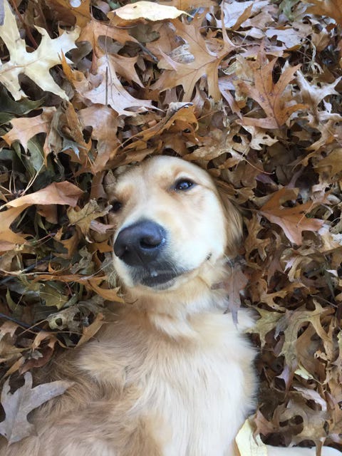 Therapy Dogs Therapy Dogs