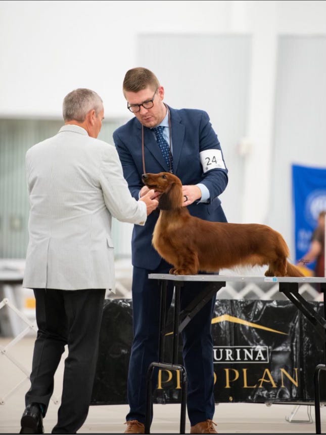 Best in Show Best in Show