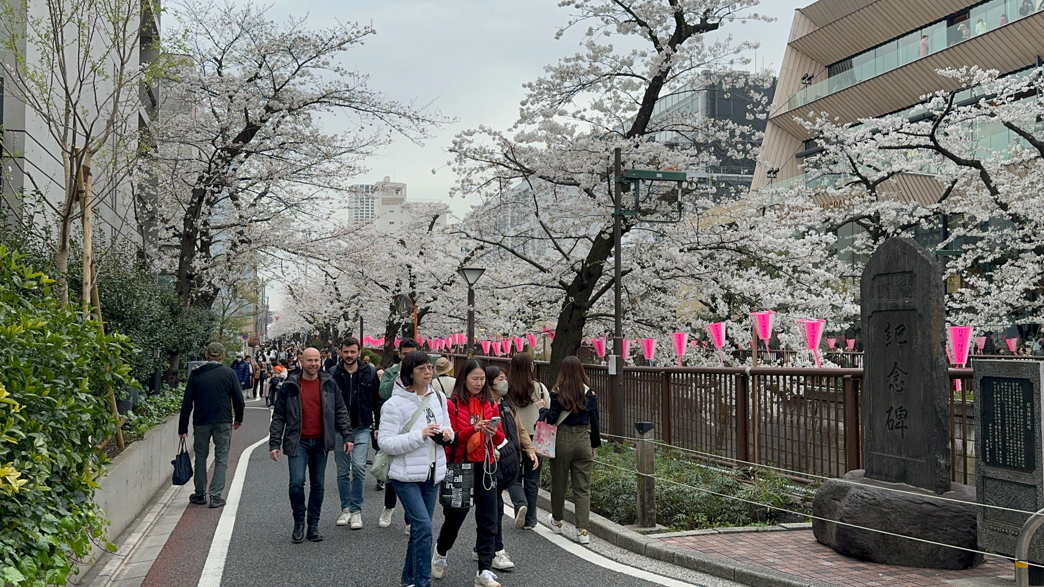 Körsbärsblomning i Naka-meguro