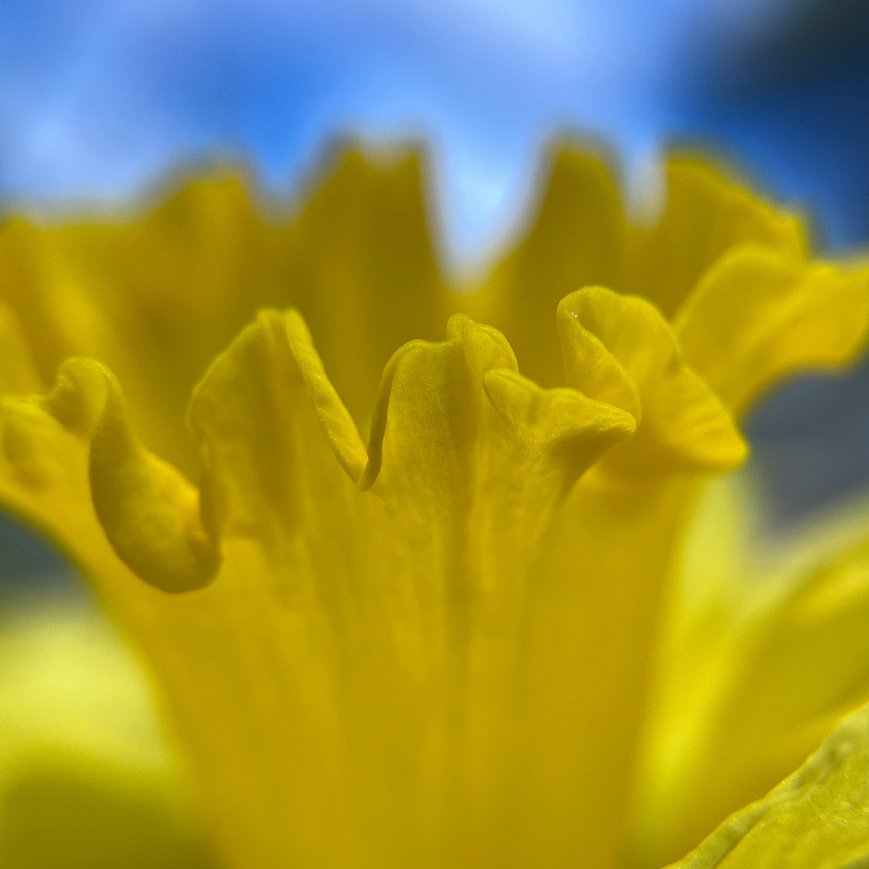 Flowering In episode artwork