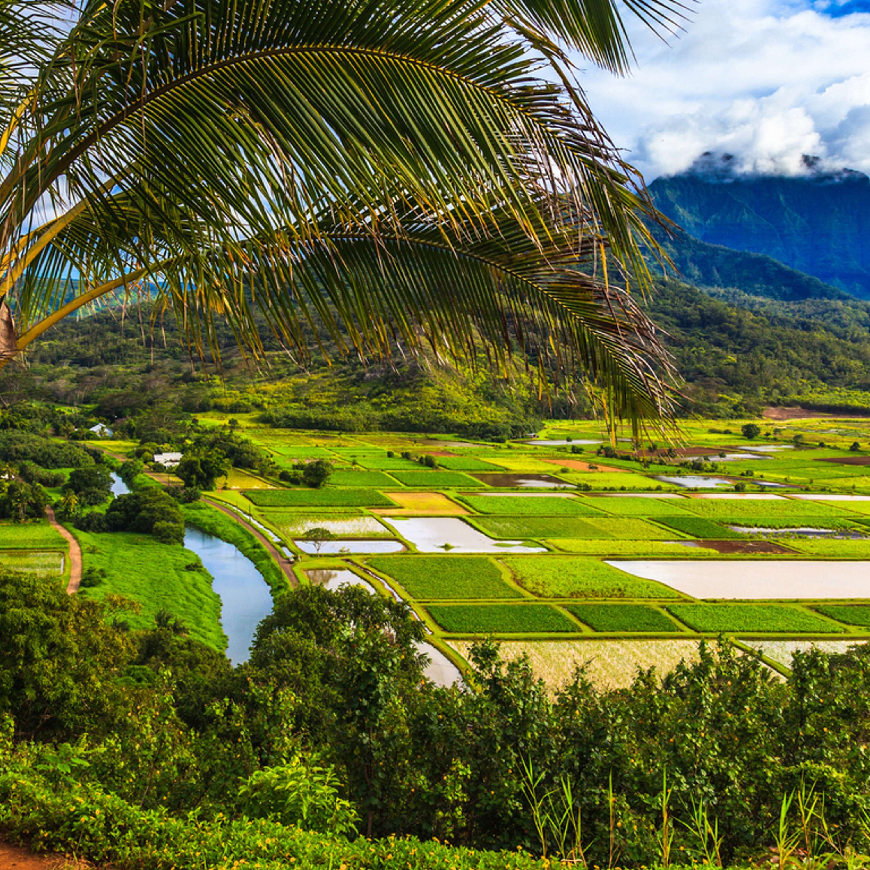 65 | Kauai for Families: Everything You Need to Know About Hawaii's "Garden Isle" episode artwork