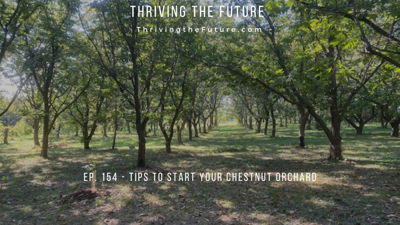 Tips to Start Your Chestnut Orchard