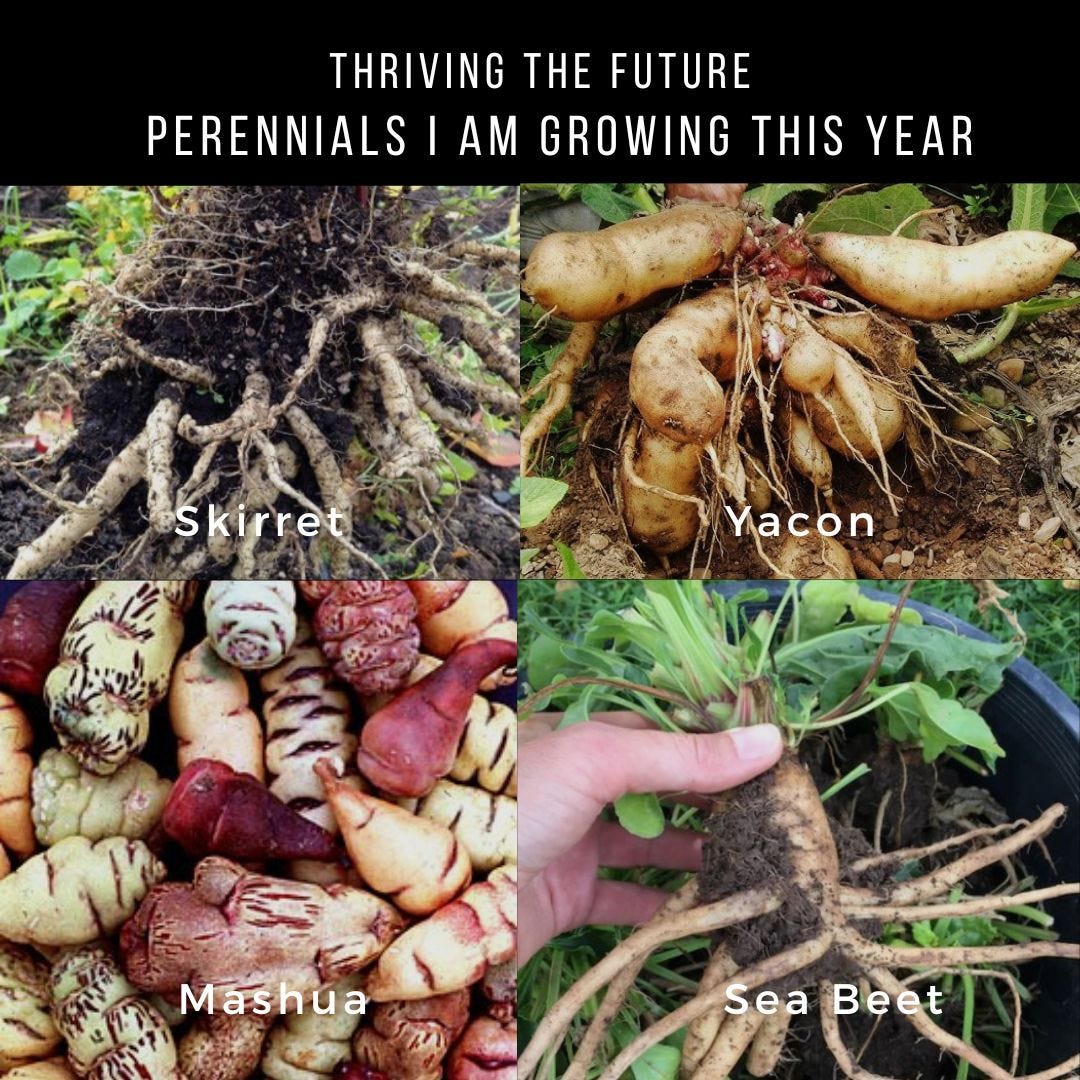 Ep. 159 - New Perennials I am Planting this Spring