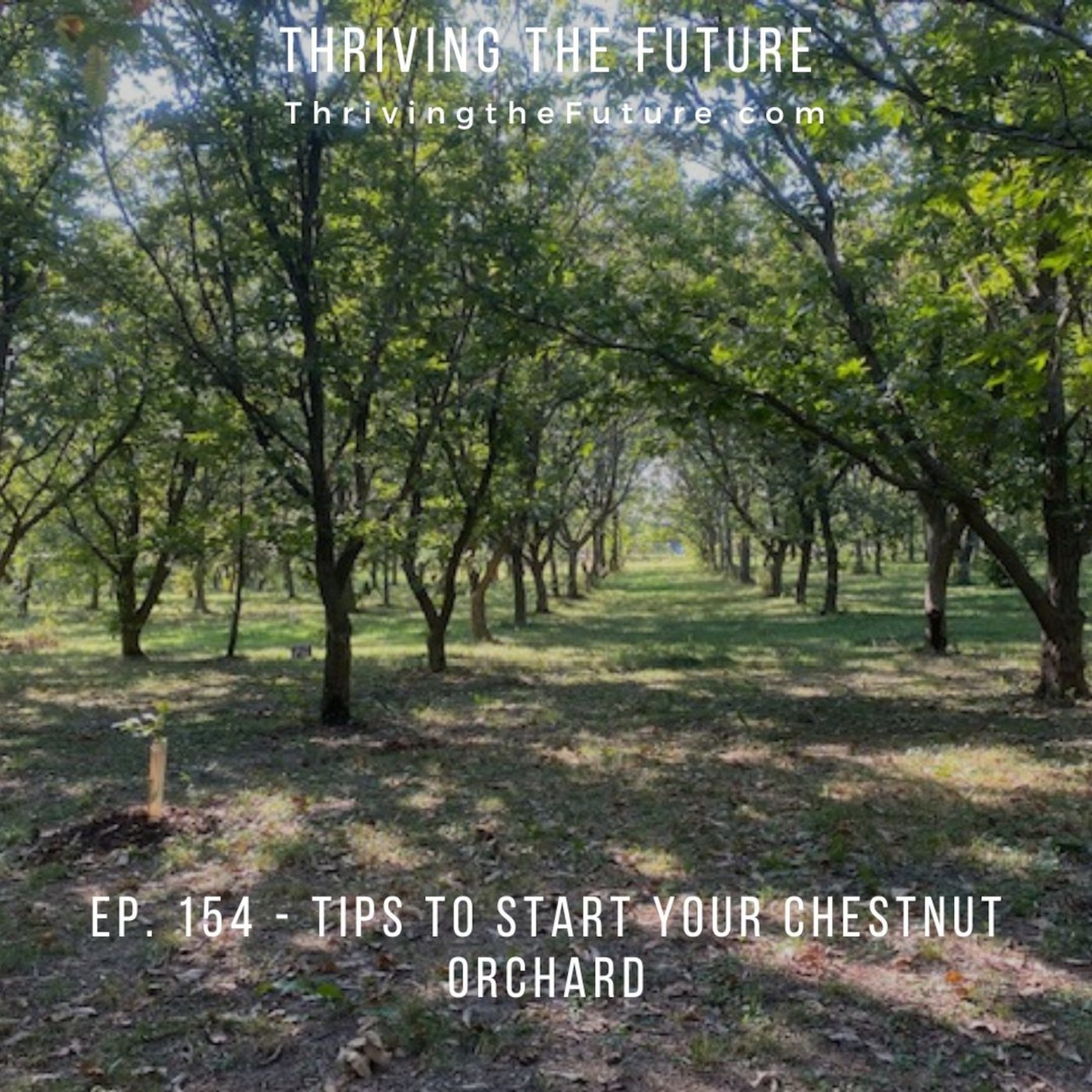 Ep. 154 - Tips to Start Your Chestnut Orchard