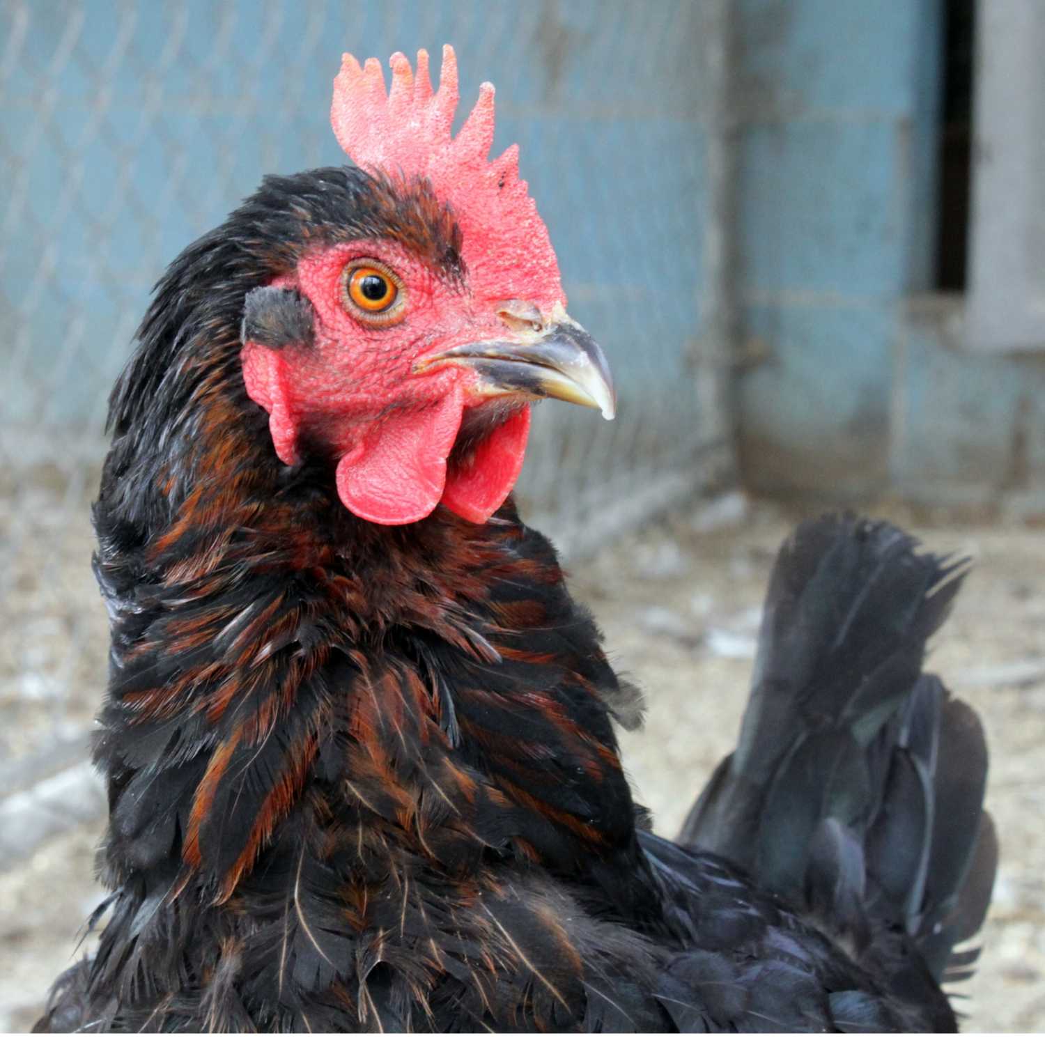 Ep. 72 - How to Breed a Landrace Chicken - with Perpend