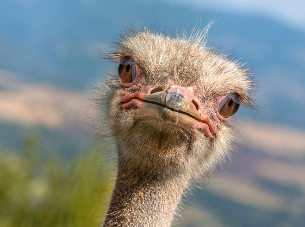 Ep. 421: The Ostrich Situation ft. Jesse Hawken and Karen Geier