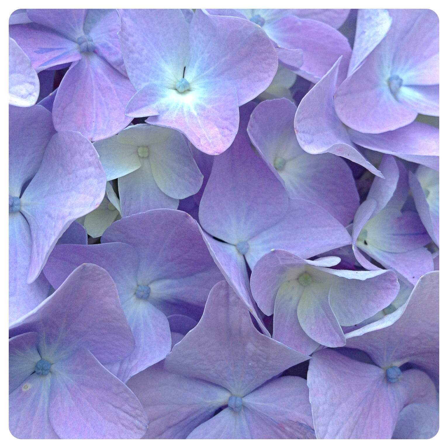 Befriending What Is Befriending What Is