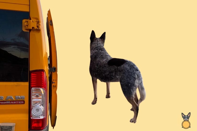What my dog's given up for full-time van life What my dog's given up for full-time van life