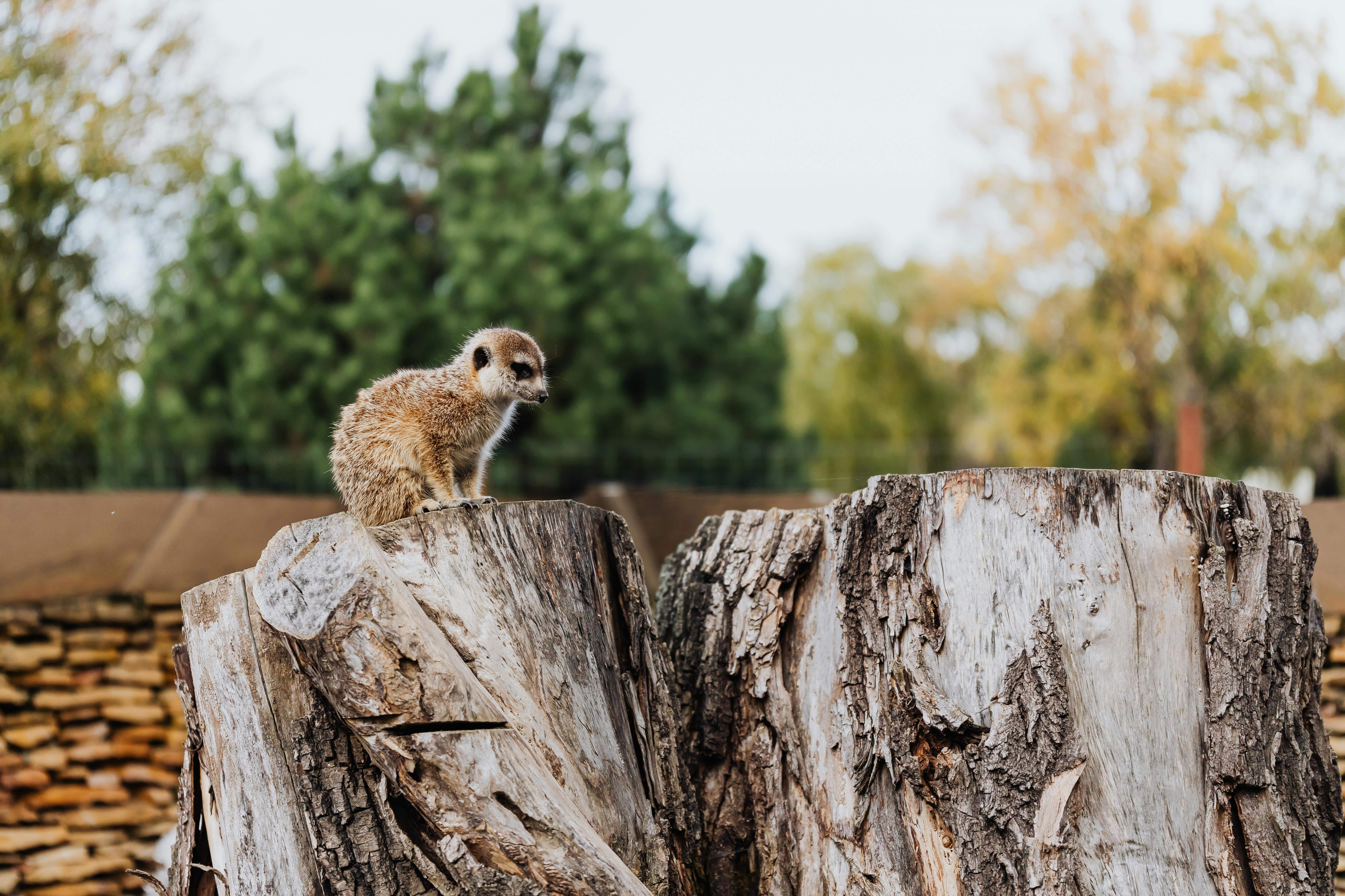 WeWork gets a crap deal but Embassy gets a great one