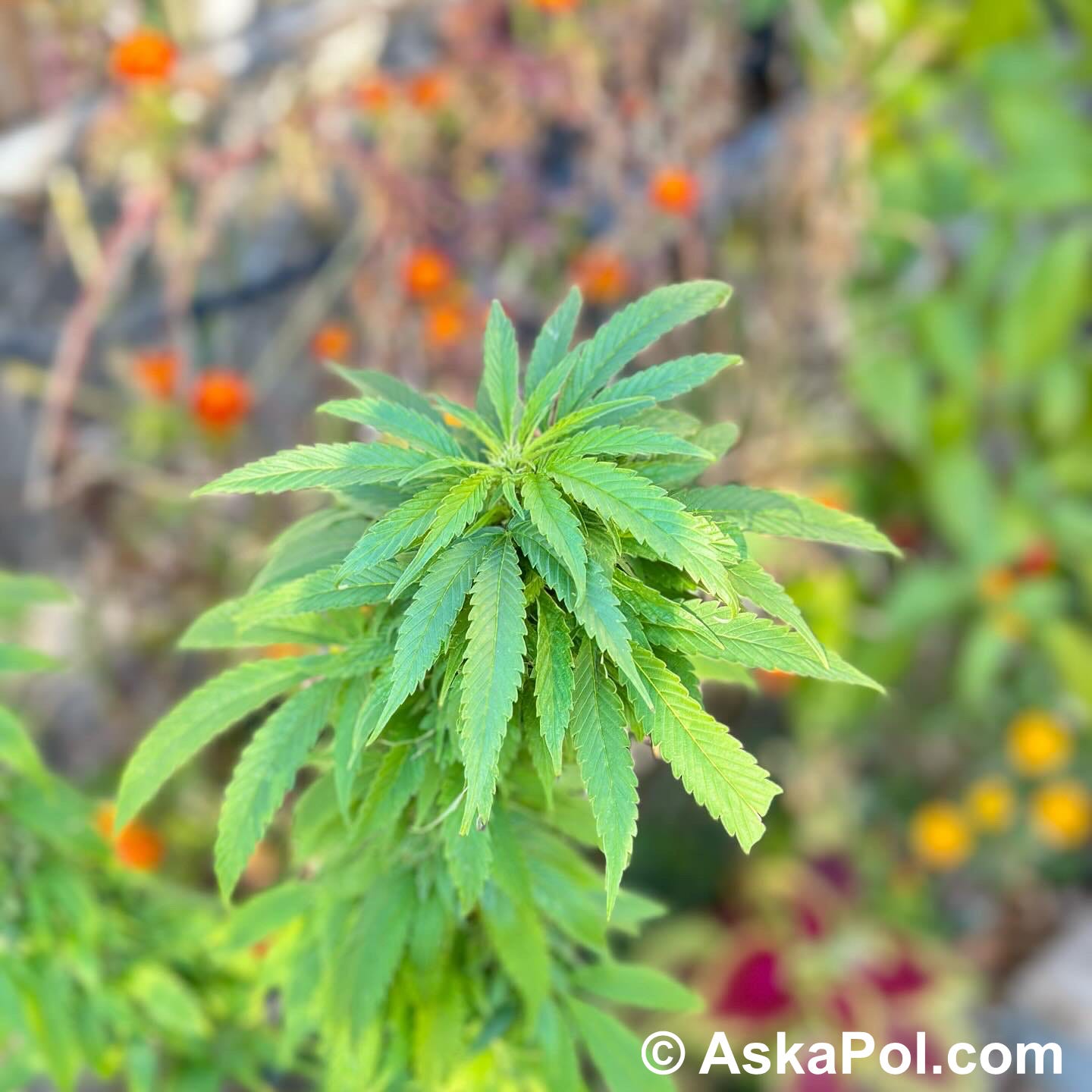 Ask a Pol drugs