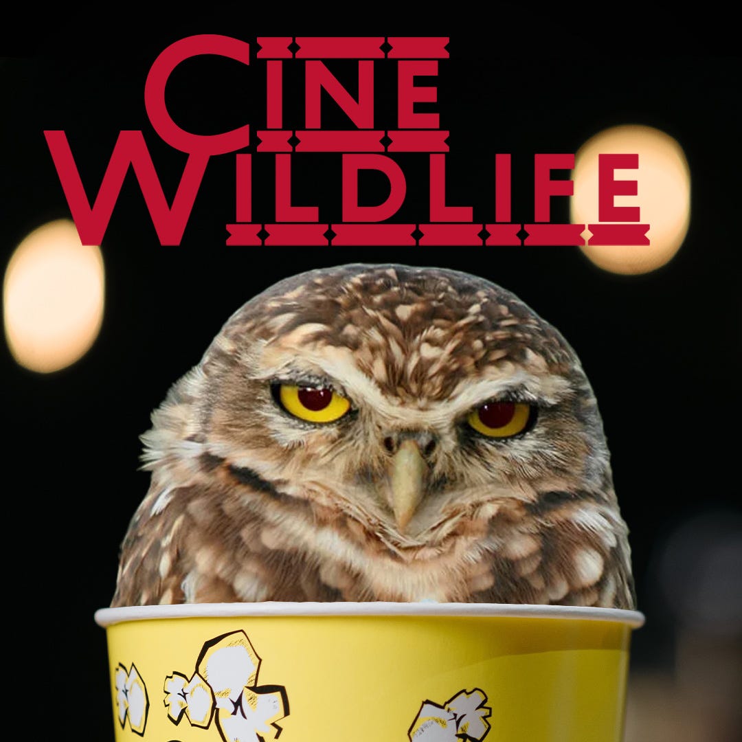 Cine Wildlife - L'eredità di Andor: Rebellions are built on hope episode artwork