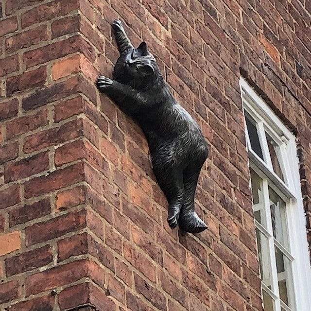 York's Mystery Cats