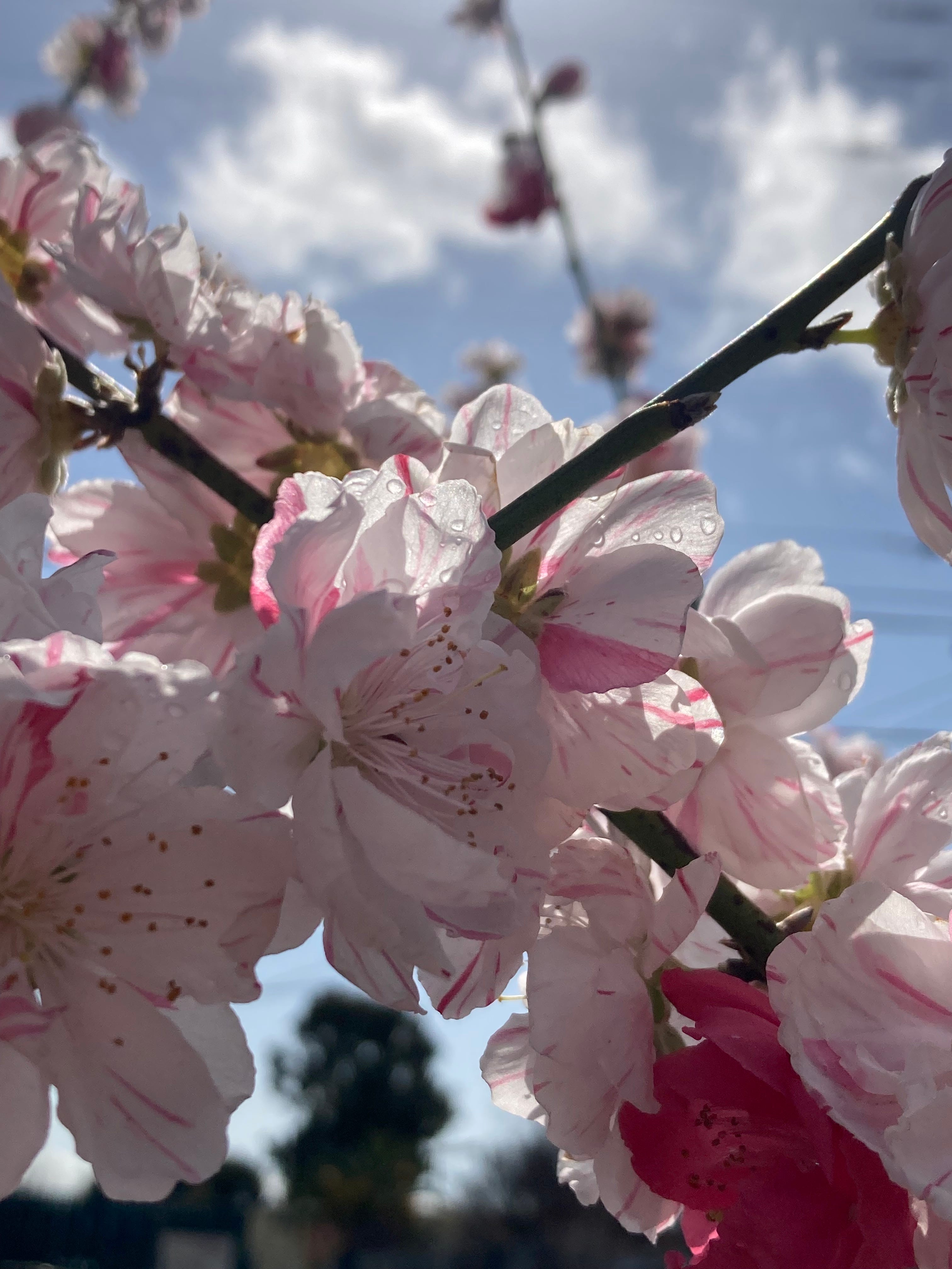 Aries Season Forecast & Horoscopes: March 20 - April 19, 2025