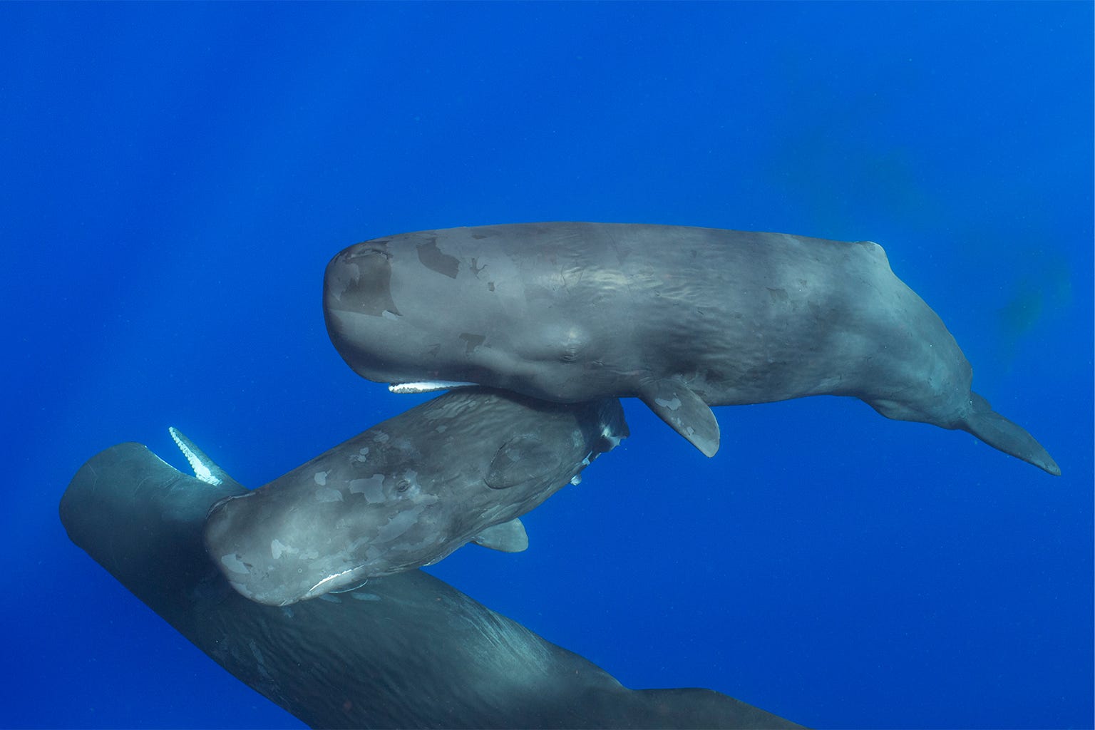 The World's First Whale Rosetta Stone episode artwork