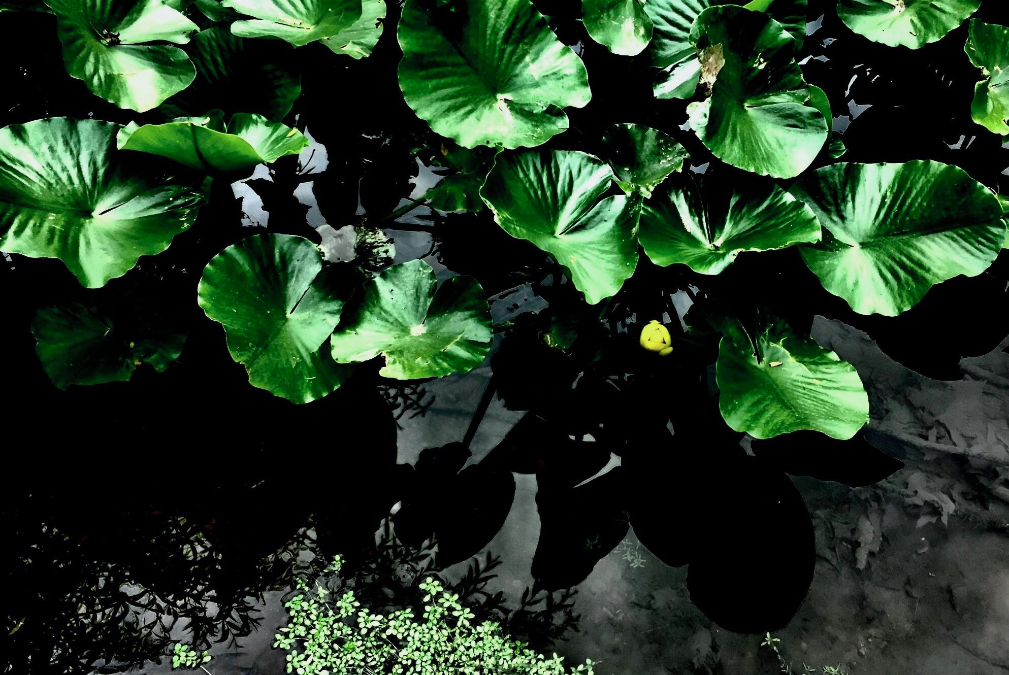 Come, Sit by the Lily Pond episode artwork