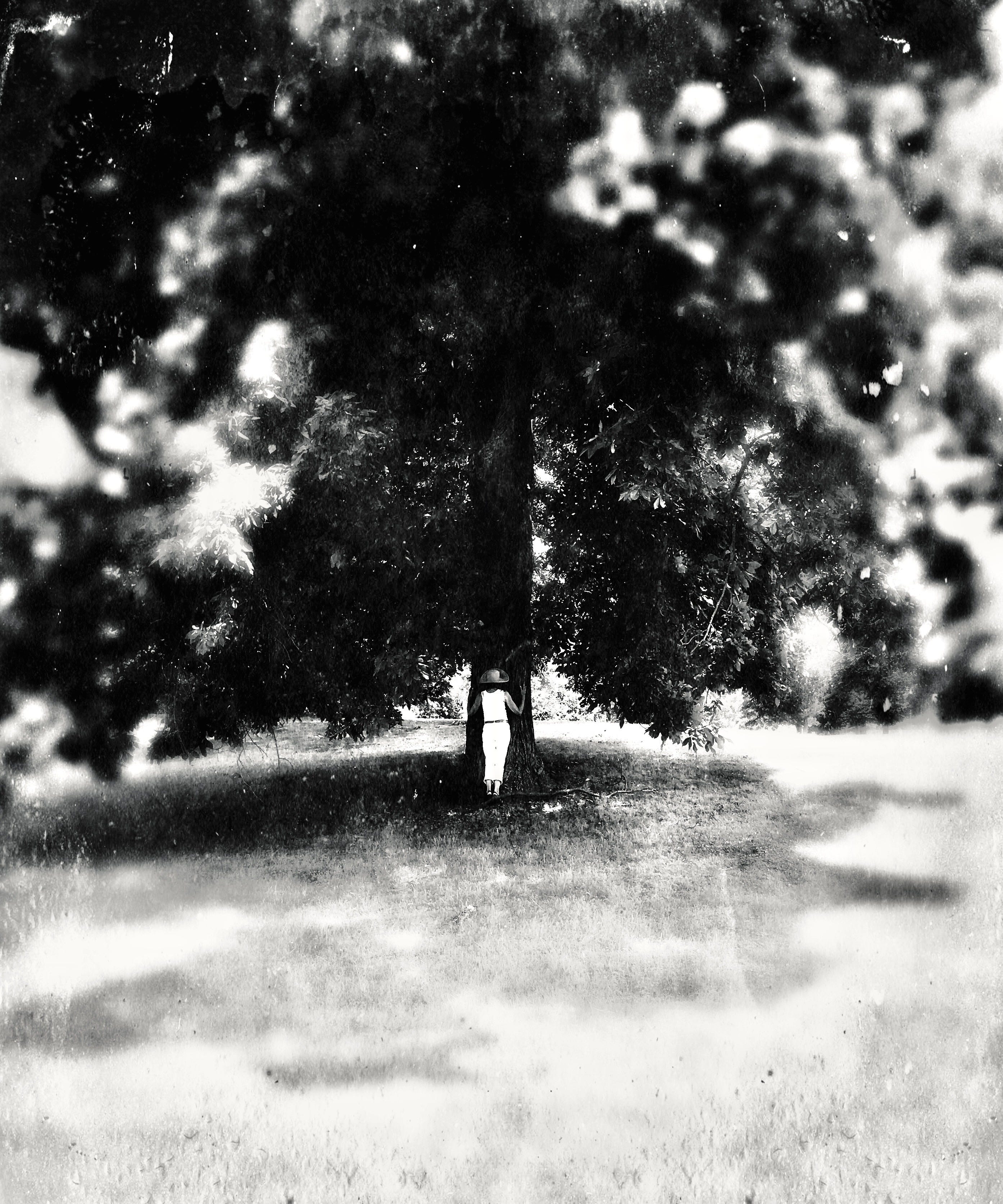 The Living Wisdom of Old Trees episode artwork