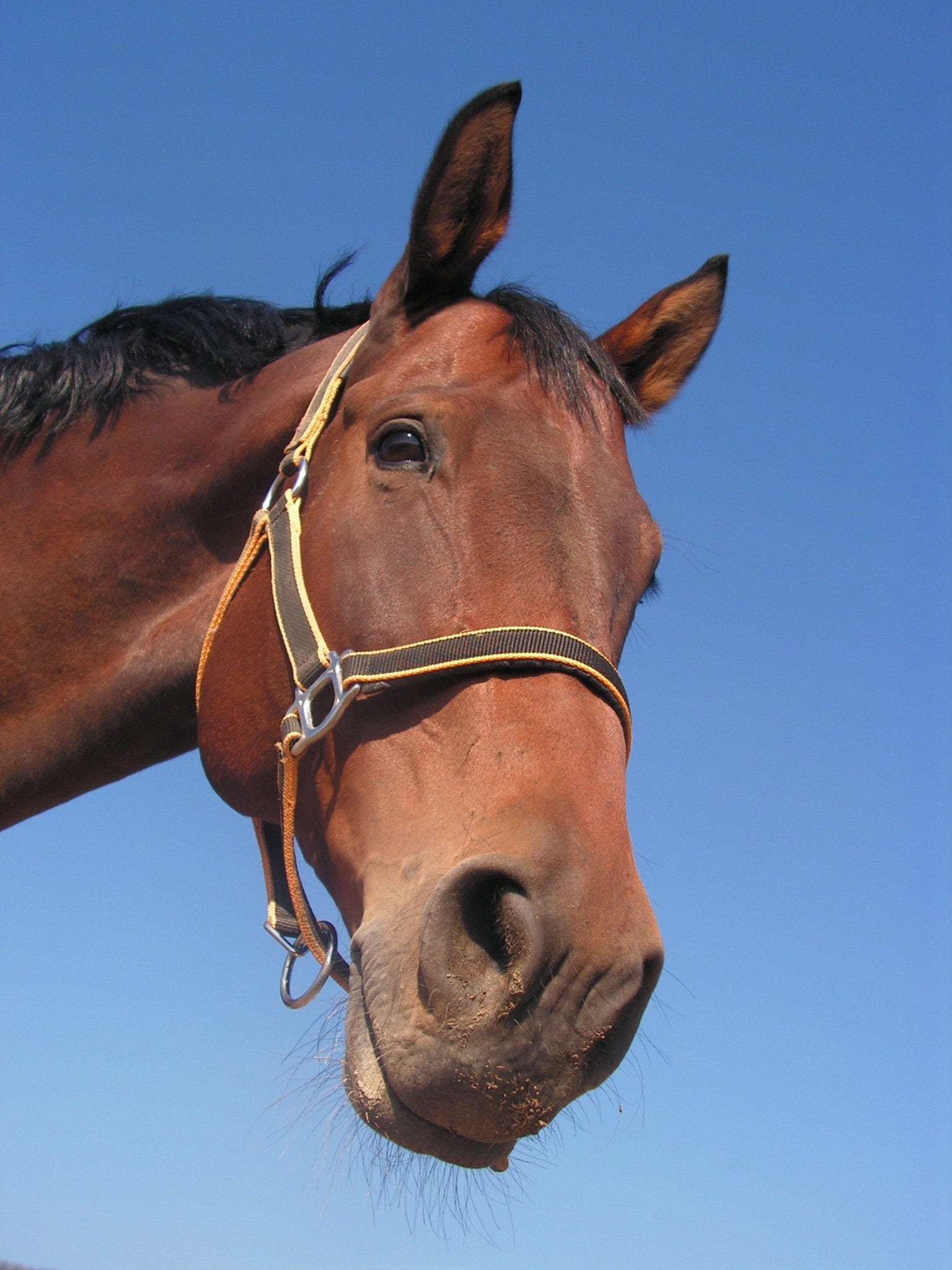 Virginia man defends ivermectin: It's "not horse medicine" episode artwork