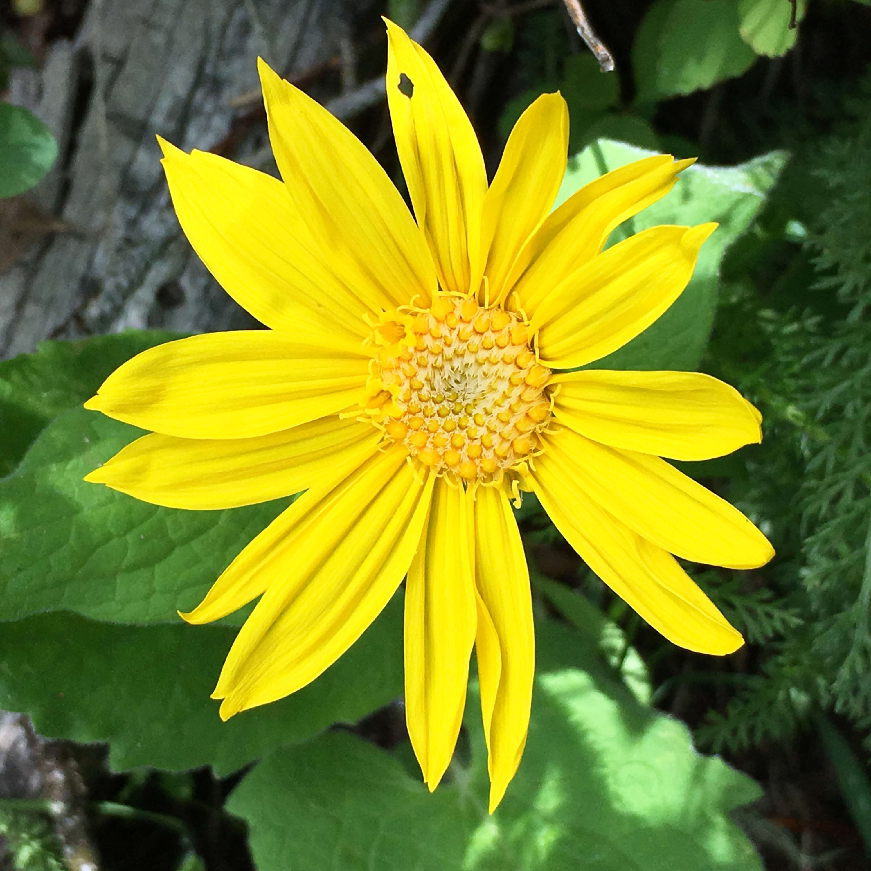 The Natural Wisdom Podcast