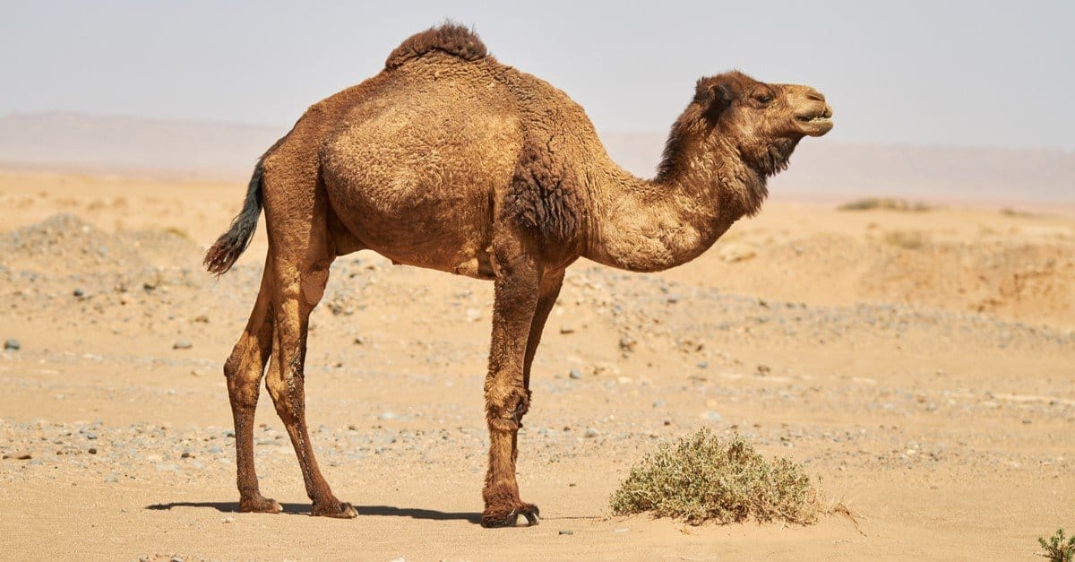 46. How the Camel got his Hump