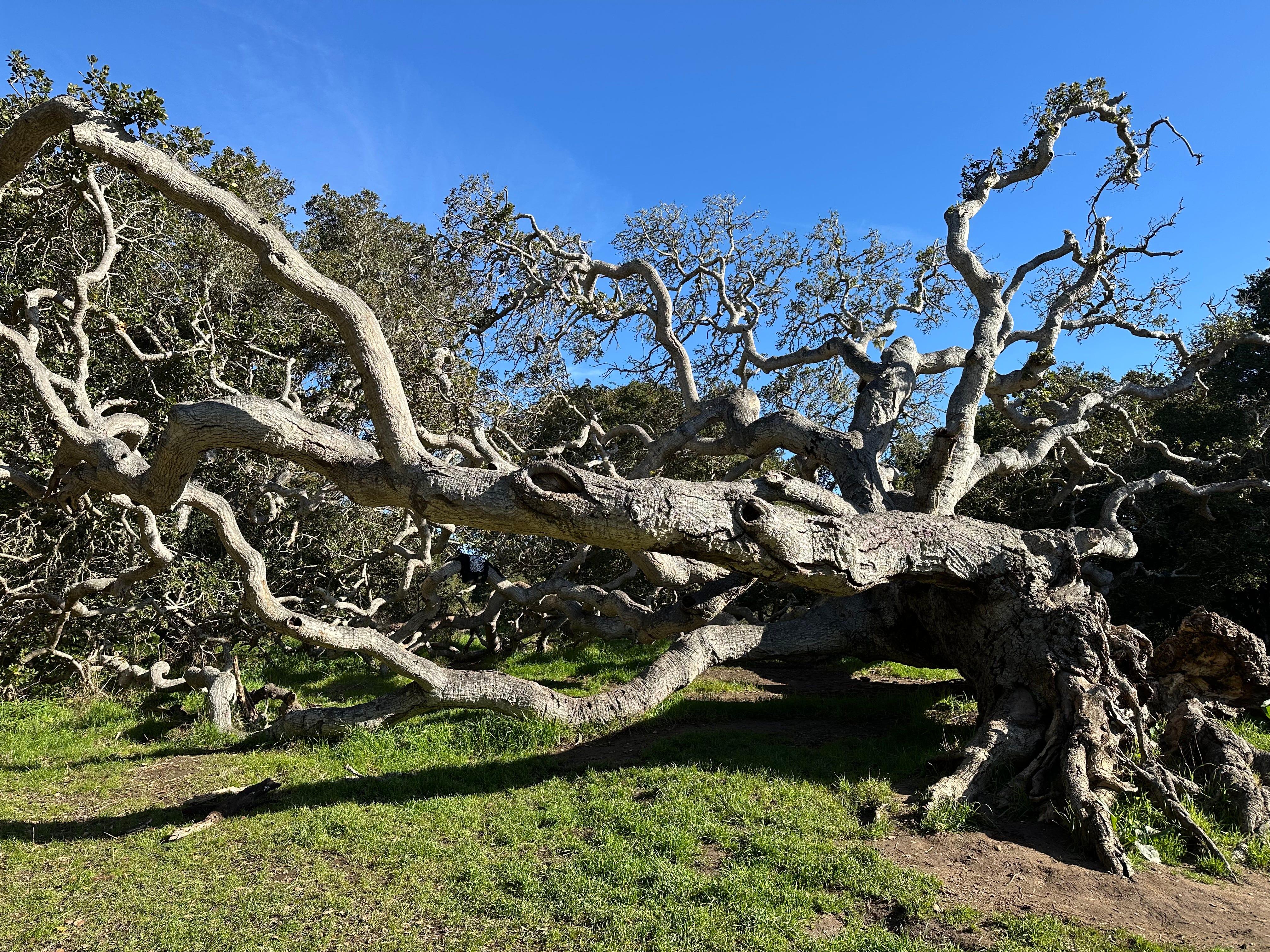 The Writer\'s Journey with Laura Davis Podcast