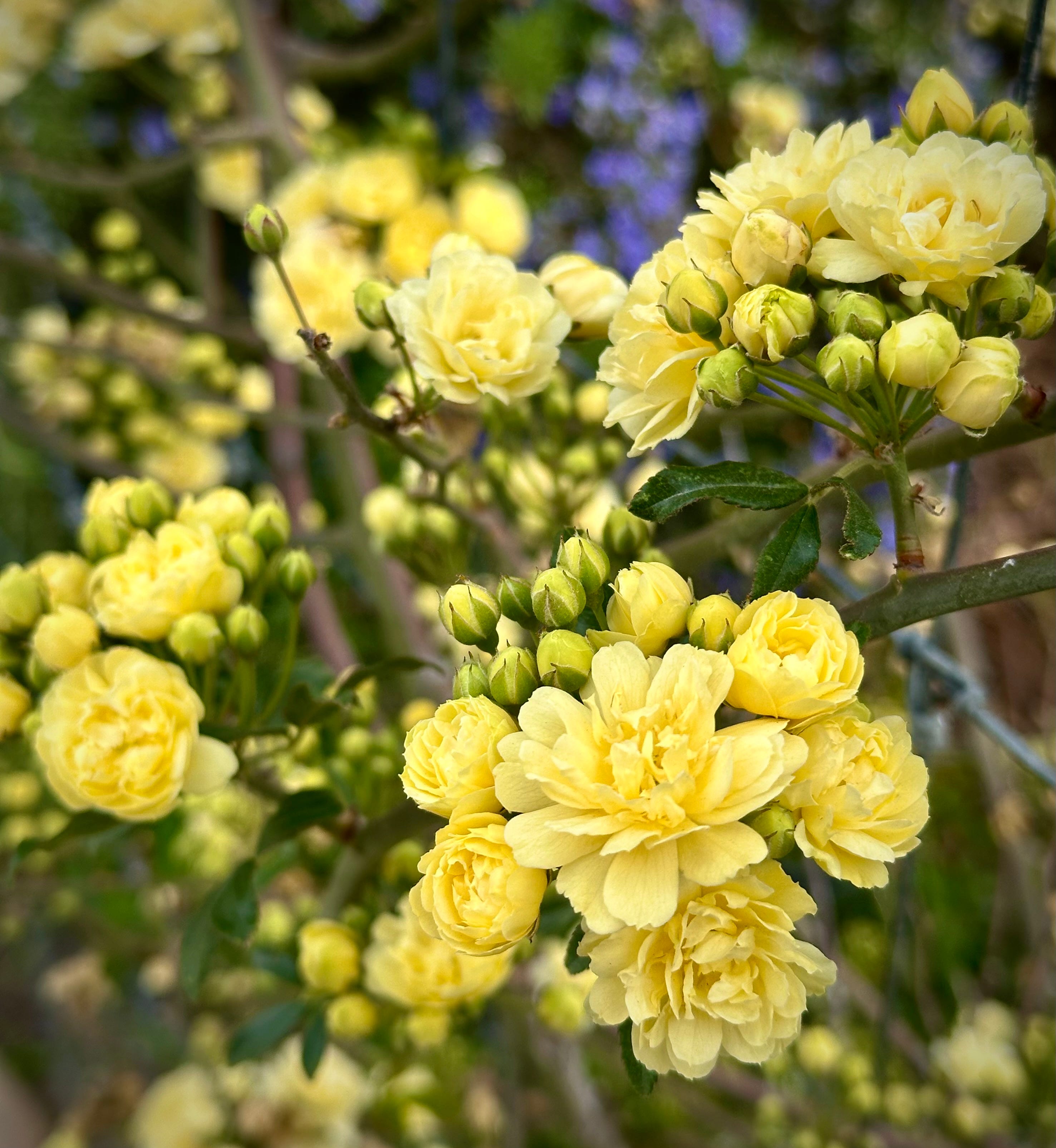 The Writer\'s Journey with Laura Davis Podcast