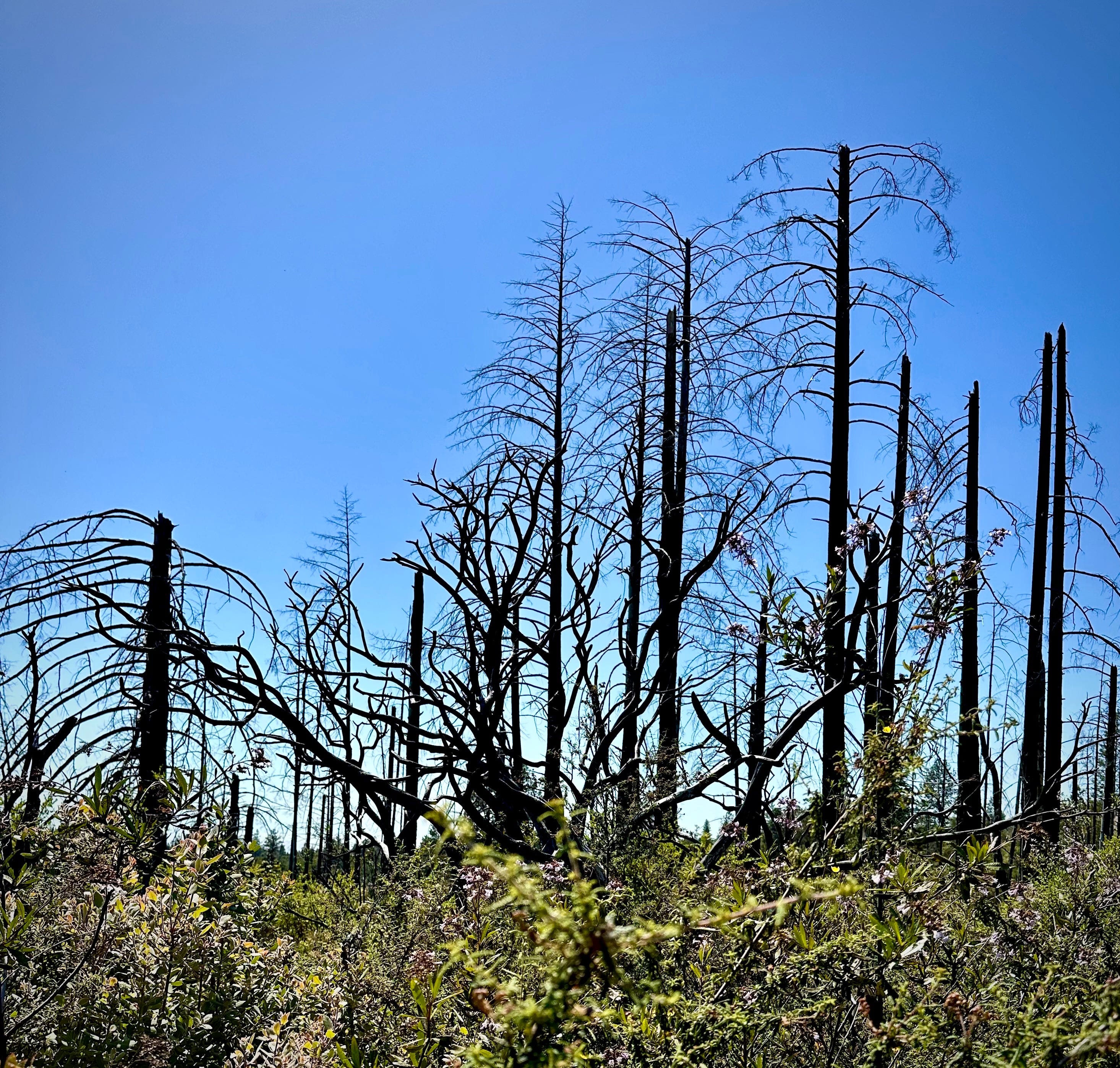 The Writer\'s Journey with Laura Davis Podcast