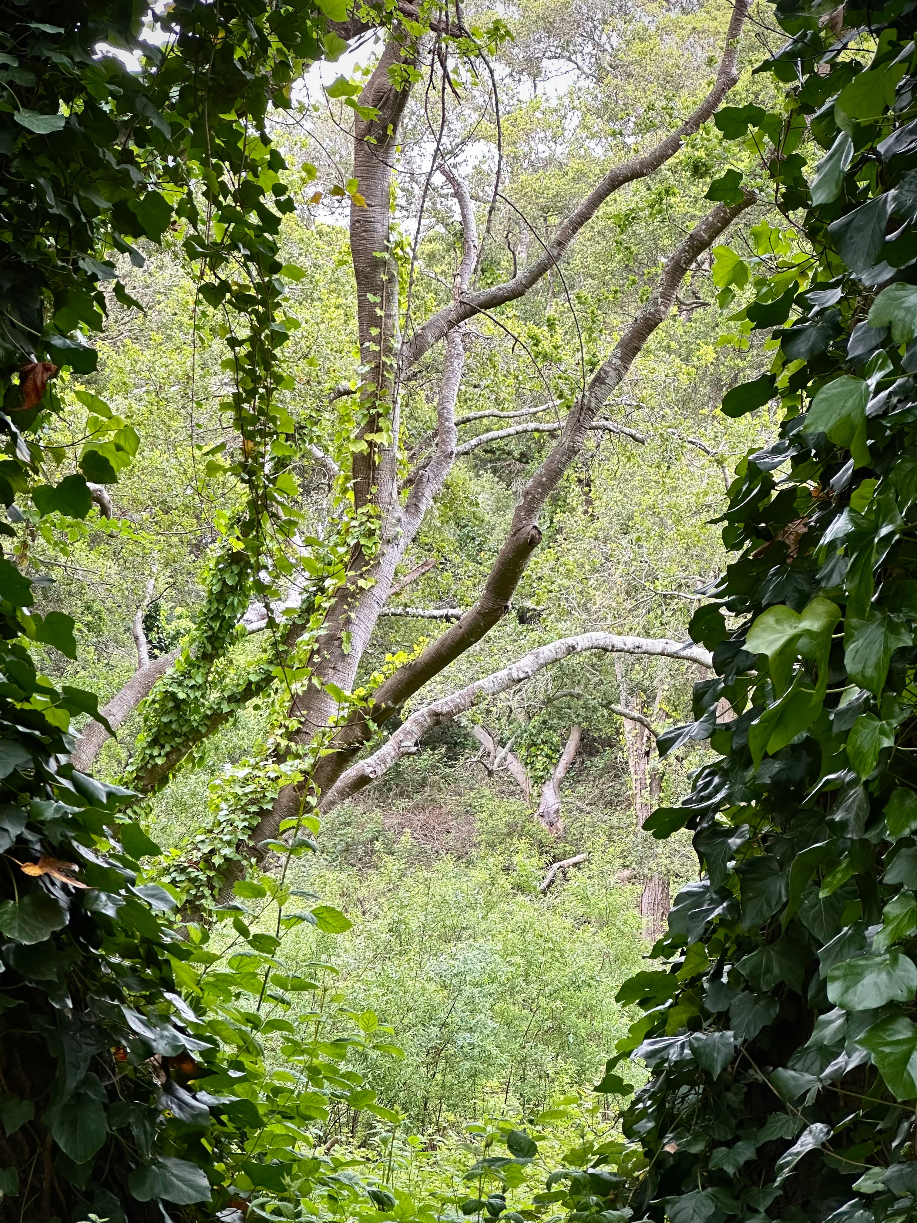 The Writer\'s Journey with Laura Davis Podcast