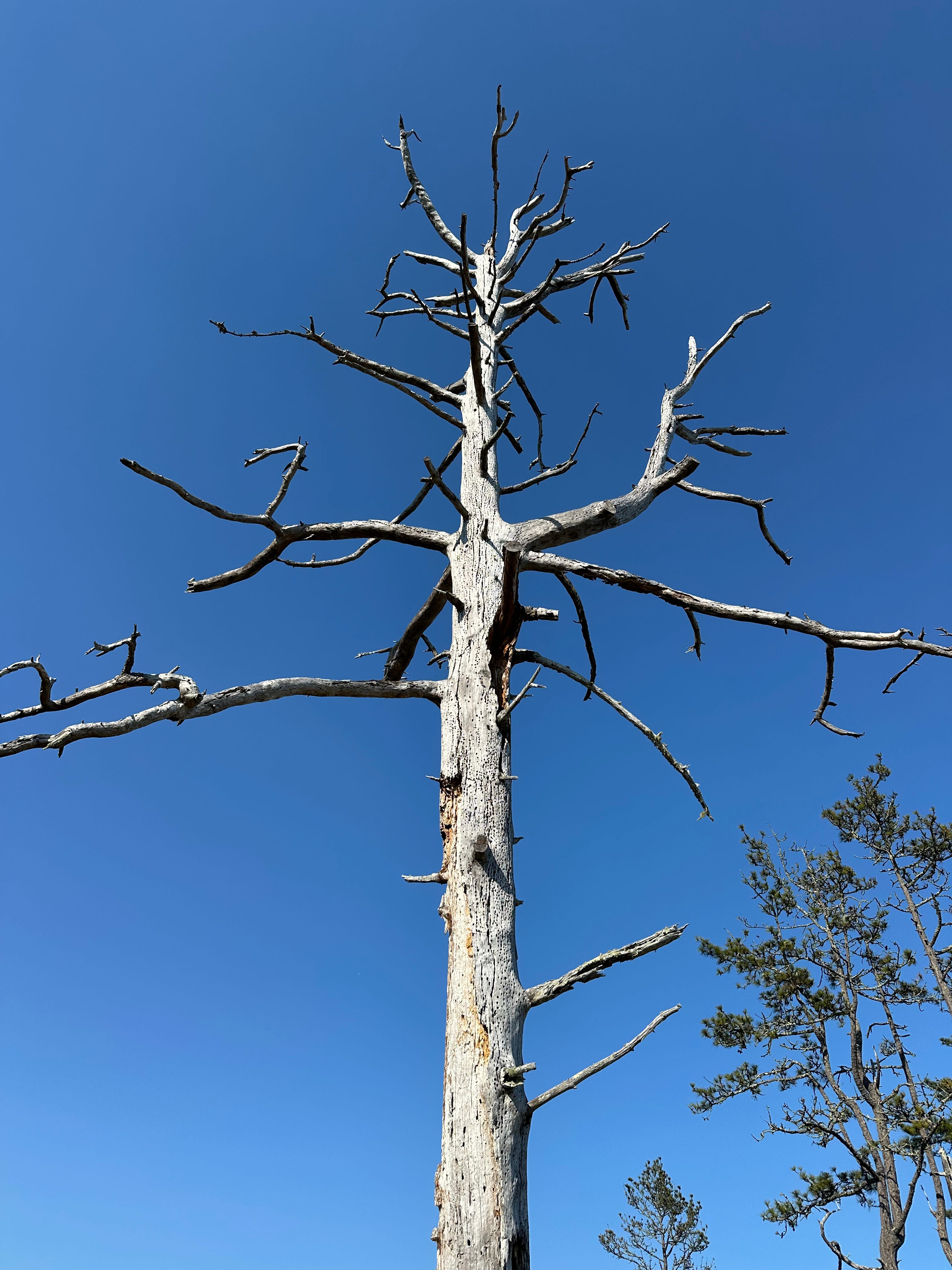 The Writer\'s Journey with Laura Davis Podcast