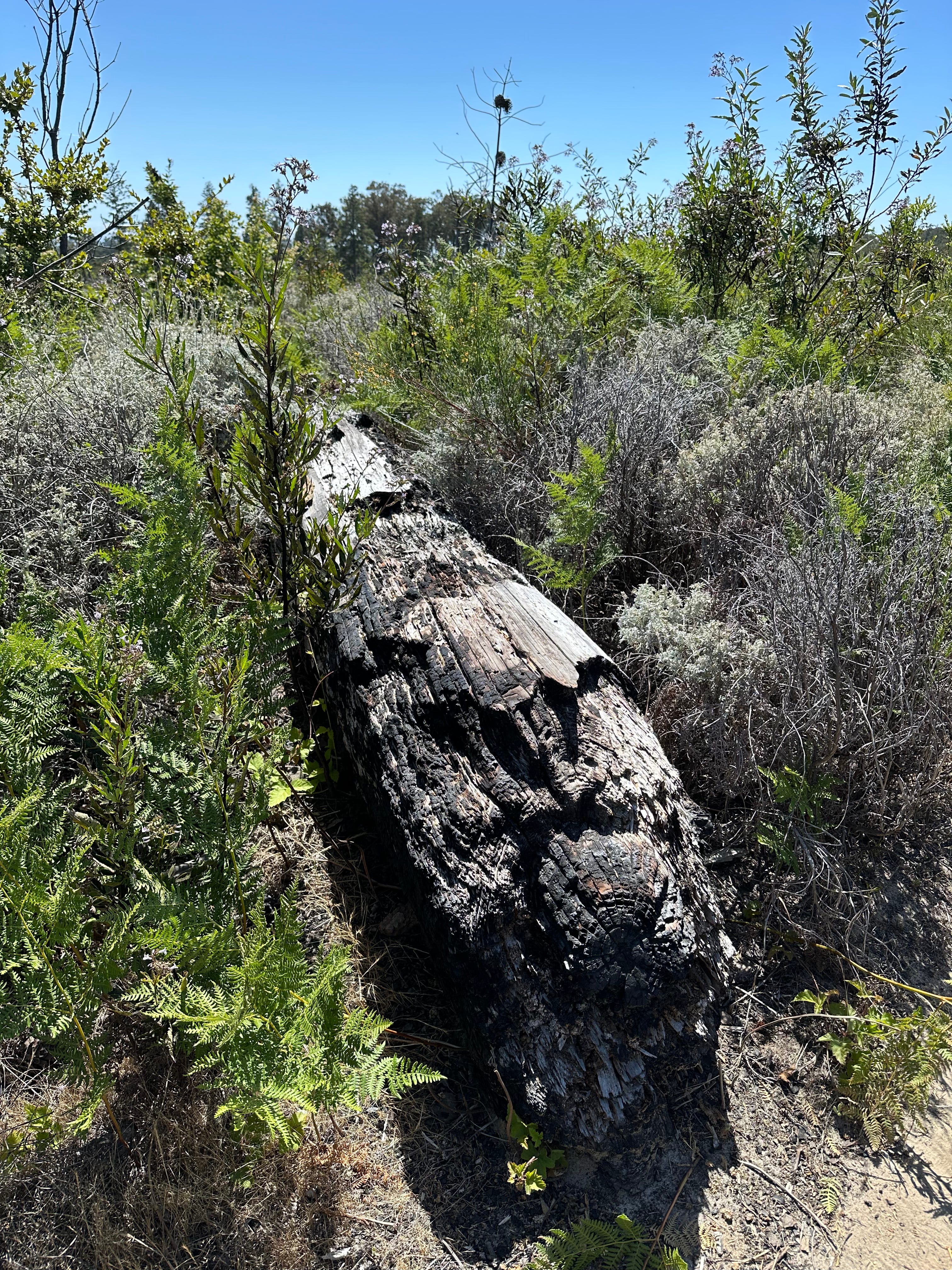 The Writer\'s Journey with Laura Davis Podcast