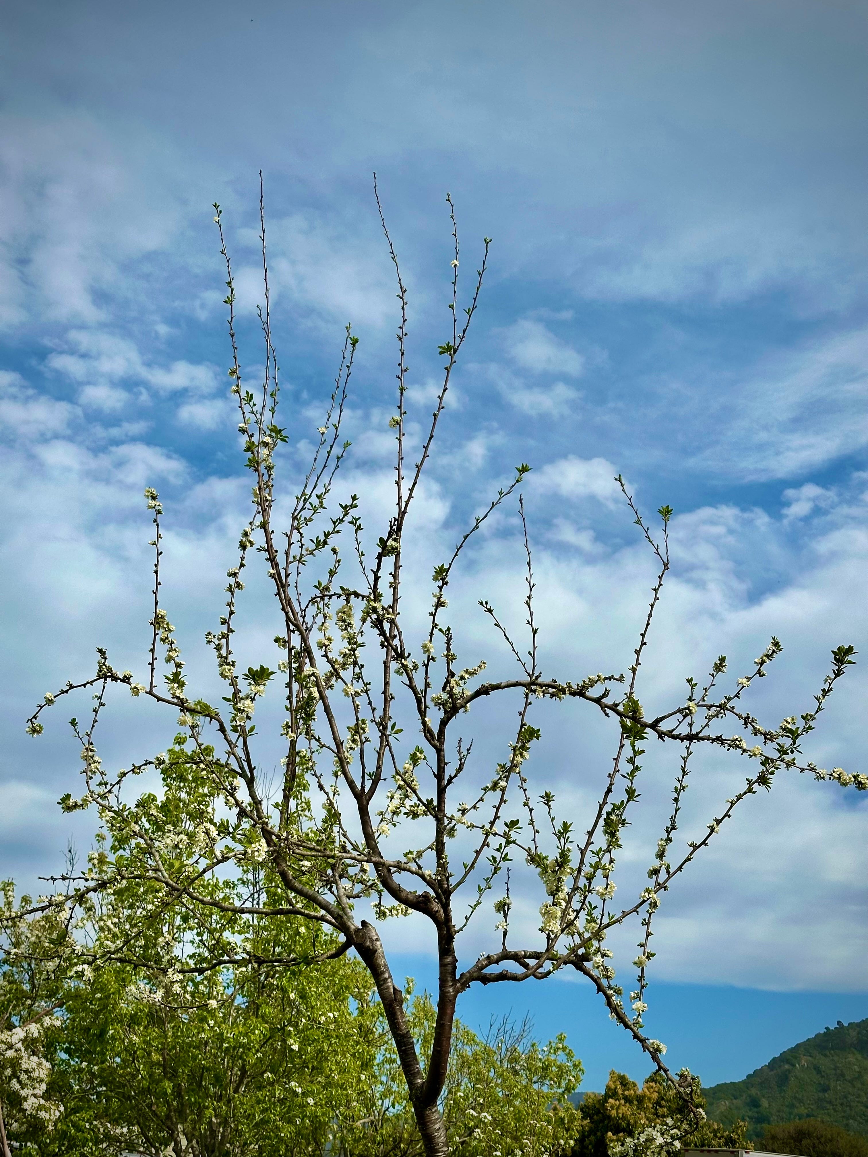 The Writer\'s Journey with Laura Davis Podcast