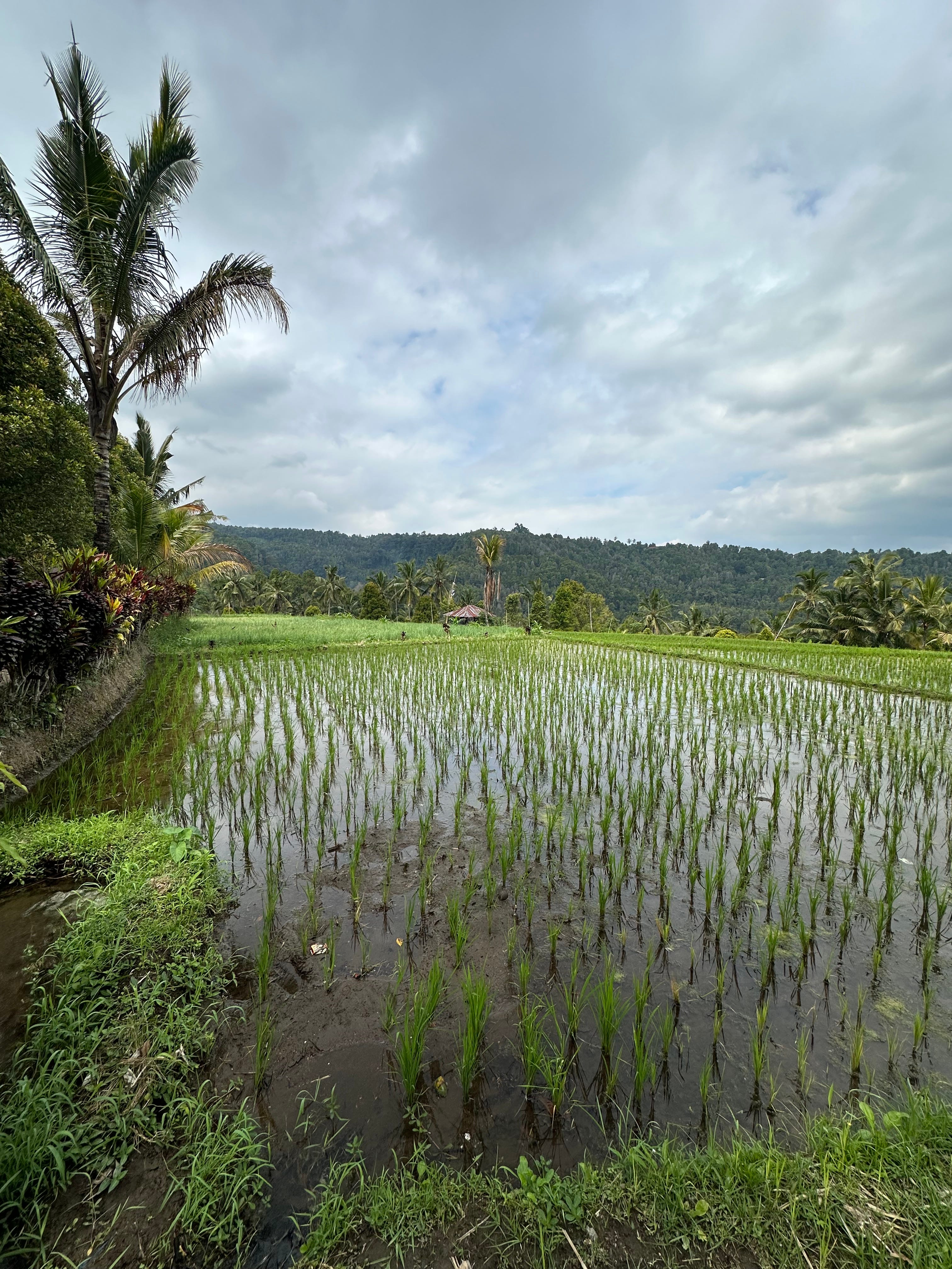 The Writer\'s Journey with Laura Davis Podcast