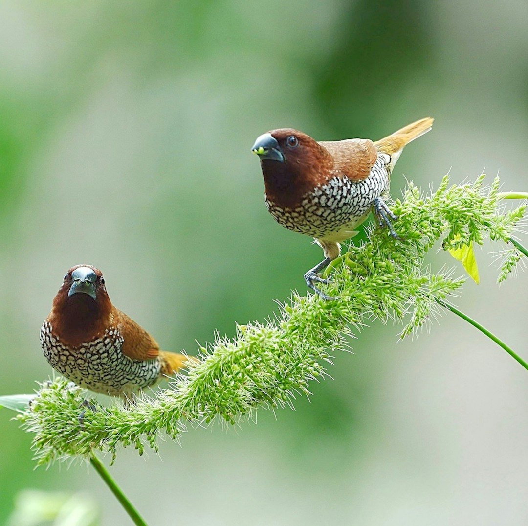 The Writer\'s Journey with Laura Davis Podcast