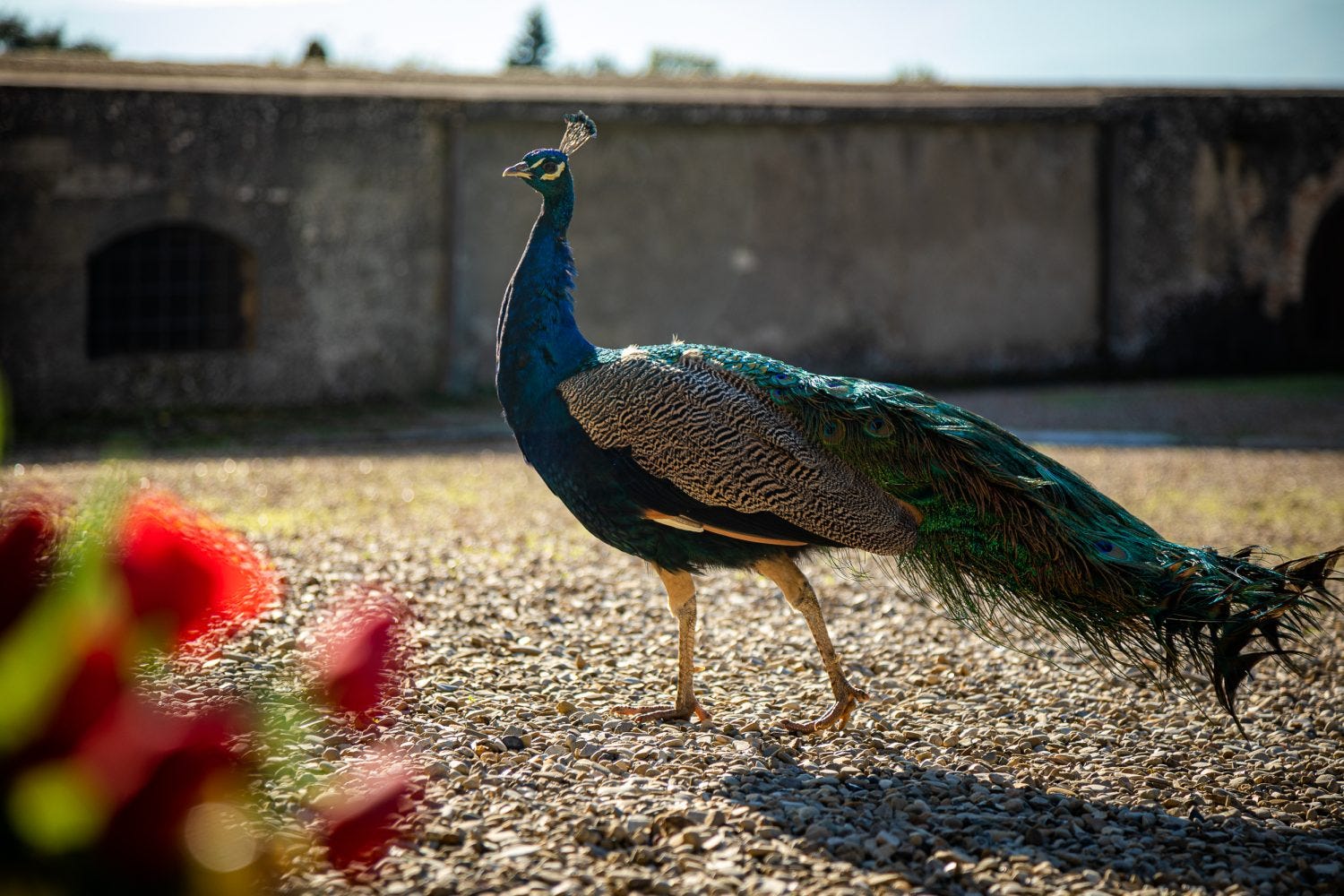 The Writer\'s Journey with Laura Davis Podcast