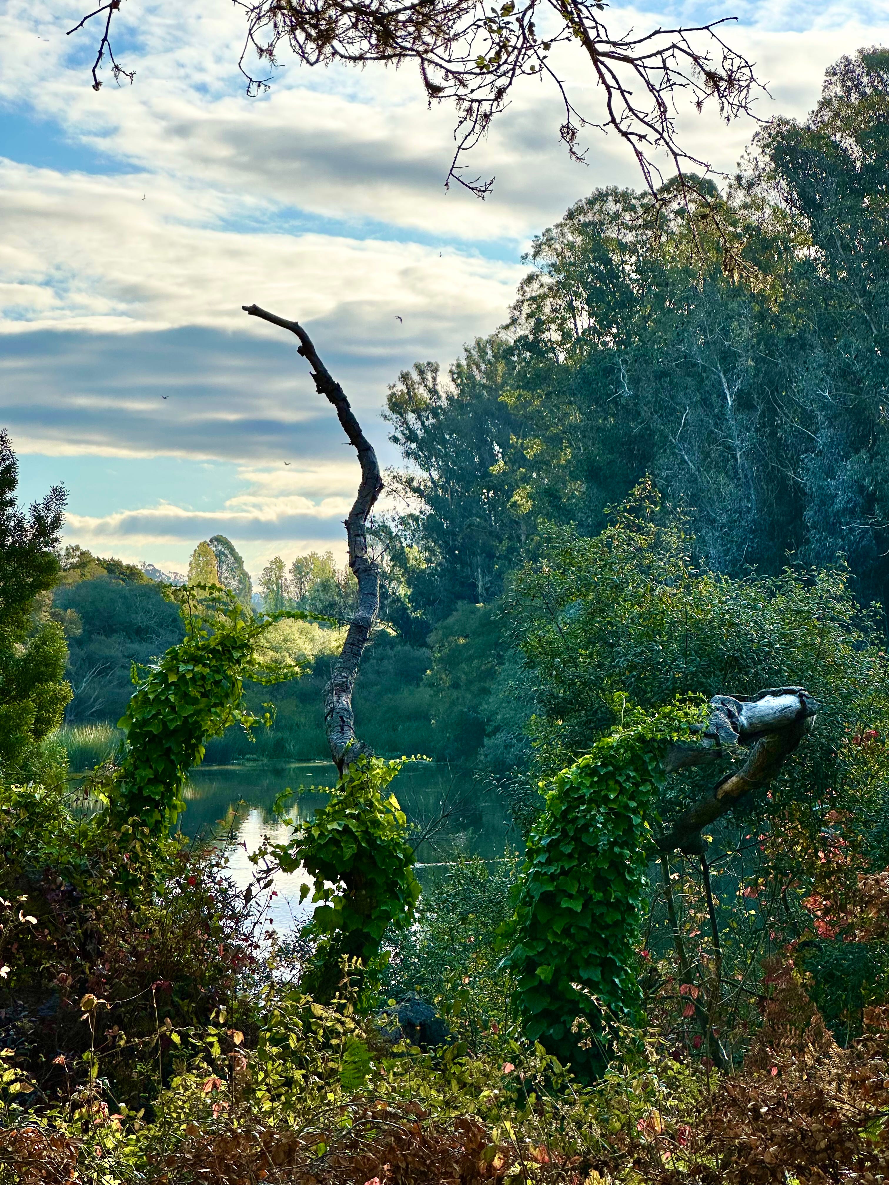 The Writer\'s Journey with Laura Davis Podcast