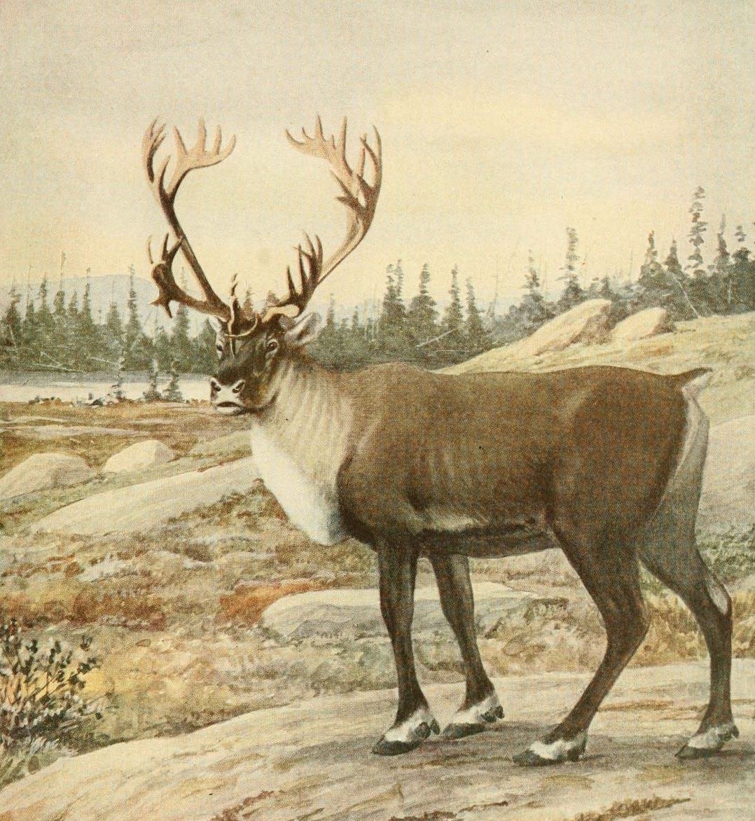 A Christmas Reindeer Episode 1 A Christmas Reindeer Episode 1