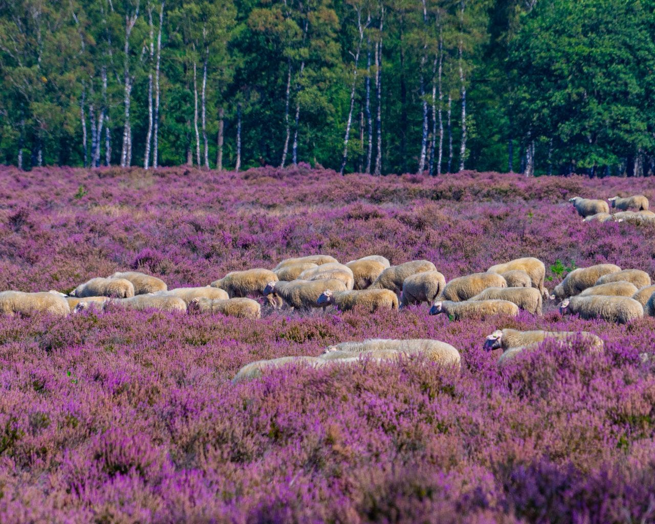 Food4Innovations - gesprekken over innovatie en technologie in agrifood sector.