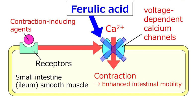 Audio. IBS news flash. Compound found in rice bran calms intestinal contractions episode artwork