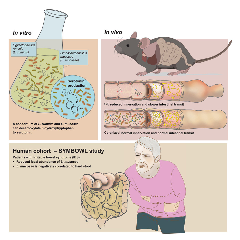 Audio. Serotonin isn’t just in your brain — it’s in your gut bacteria! episode artwork