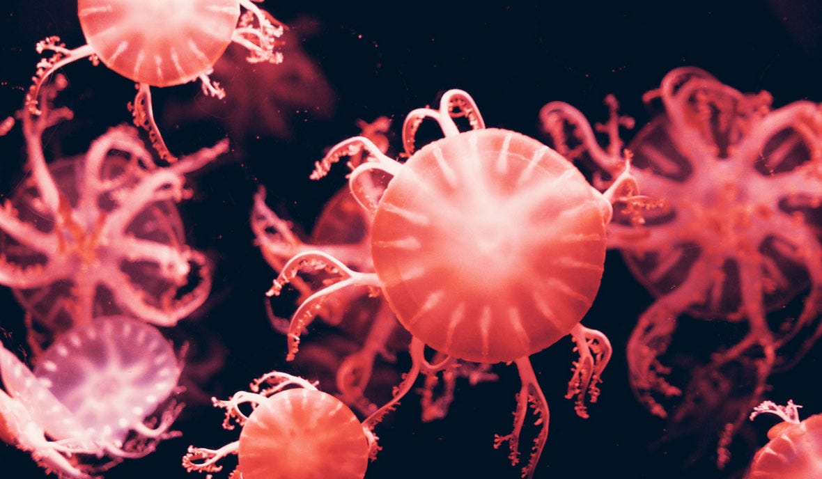 Audio. IBS news flash. Why is bowel cancer skyrocketing in young people? episode artwork