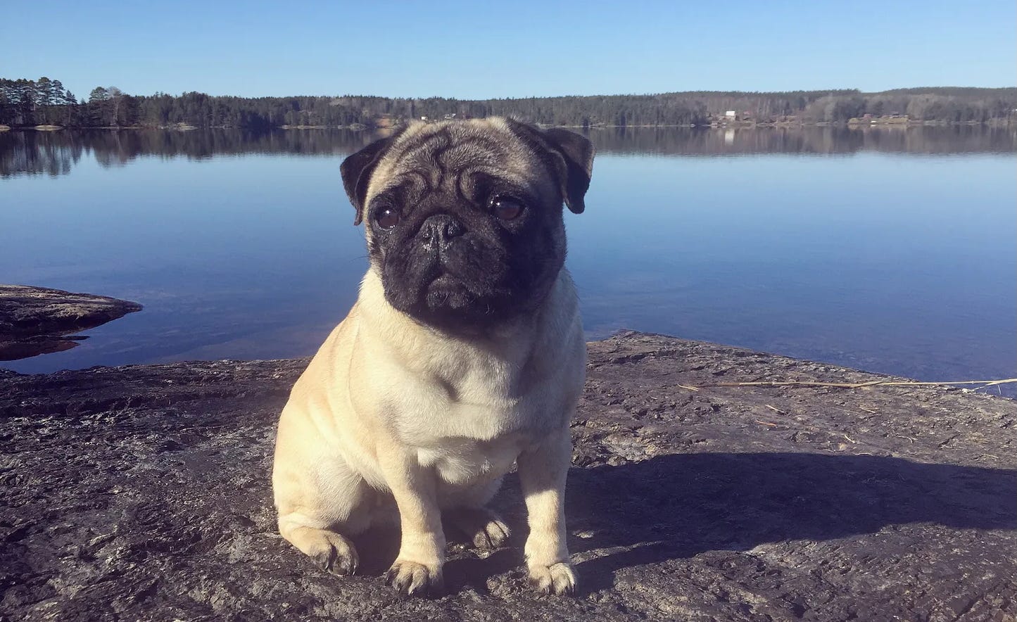 Att avliva sin bästa vän (repris)