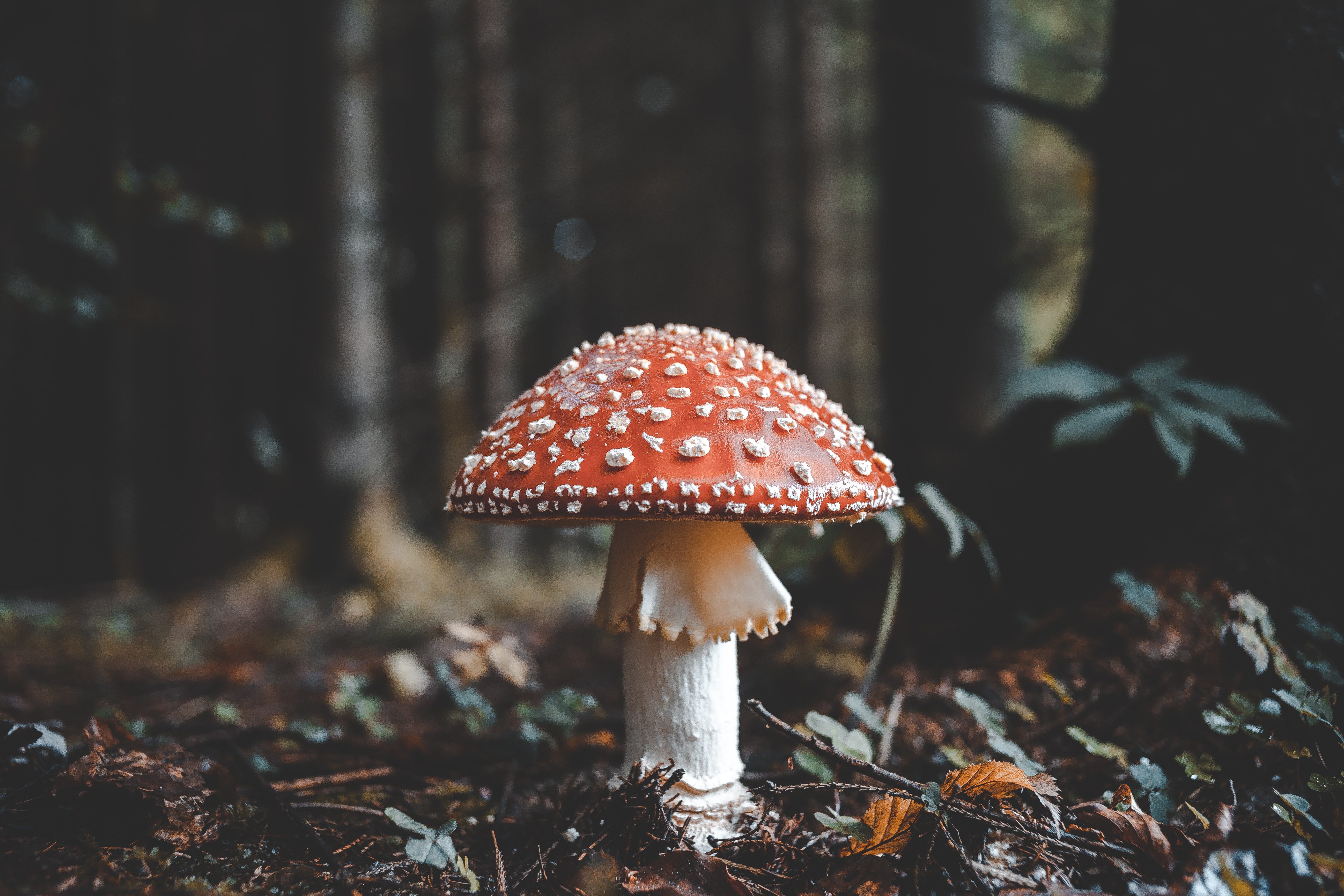 Poets, Politicians, and Mushrooms episode artwork