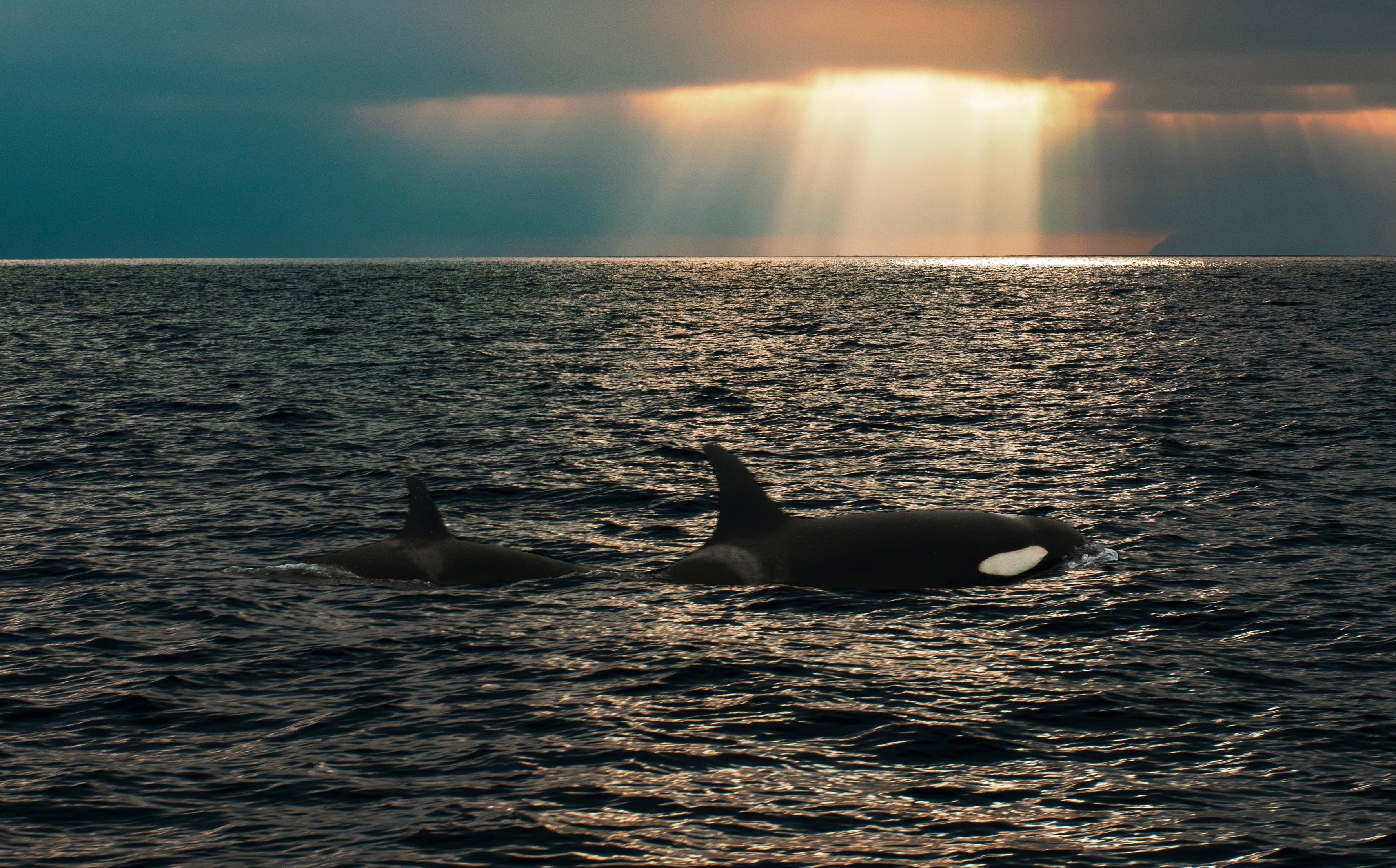 Orca Song episode artwork