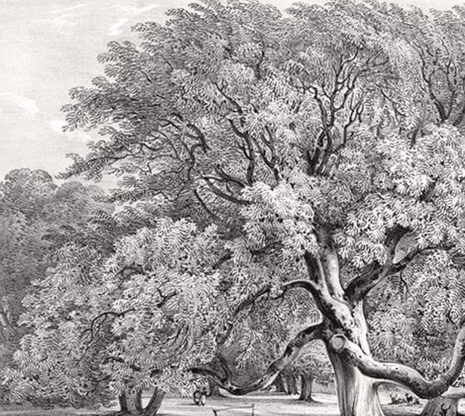 The Plane Tree episode artwork
