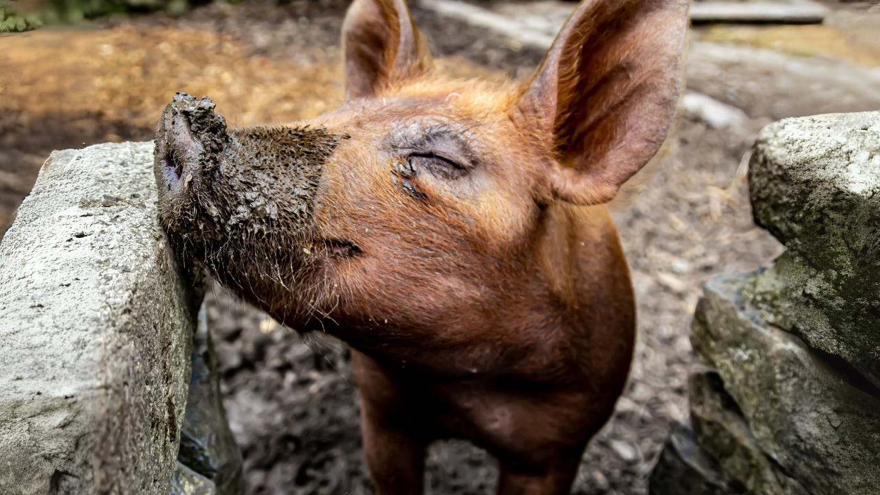 Greatest Hit! Freak Out!