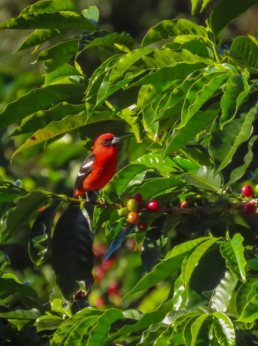 Bird Friendly coffee corridors with Melissa Mazurkewicz of STRI Panama.